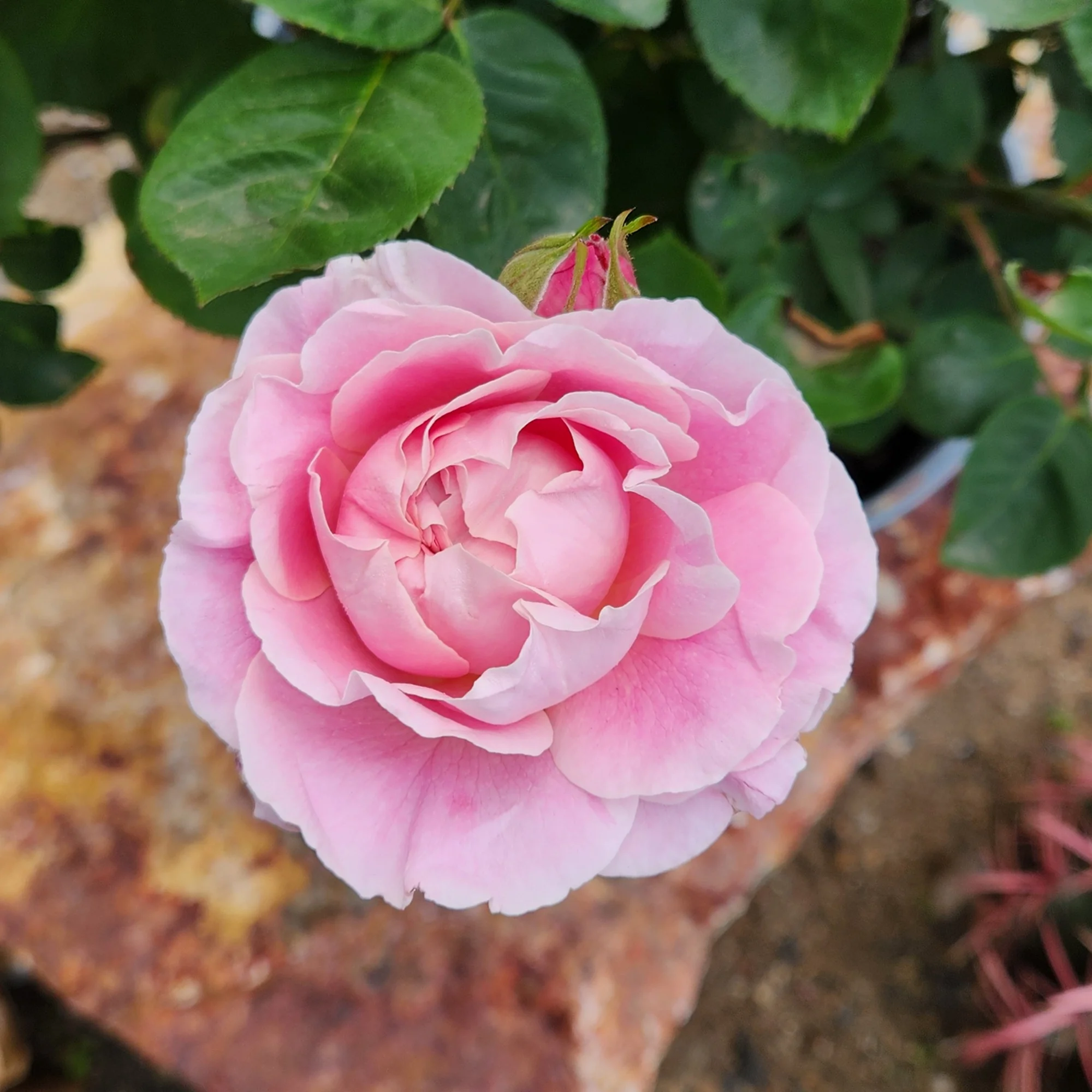 'True Perfume' PP28929 Pink Rose Bush | 8qt. Grow Pot | Full Sun | True Bloom by Altman Plants