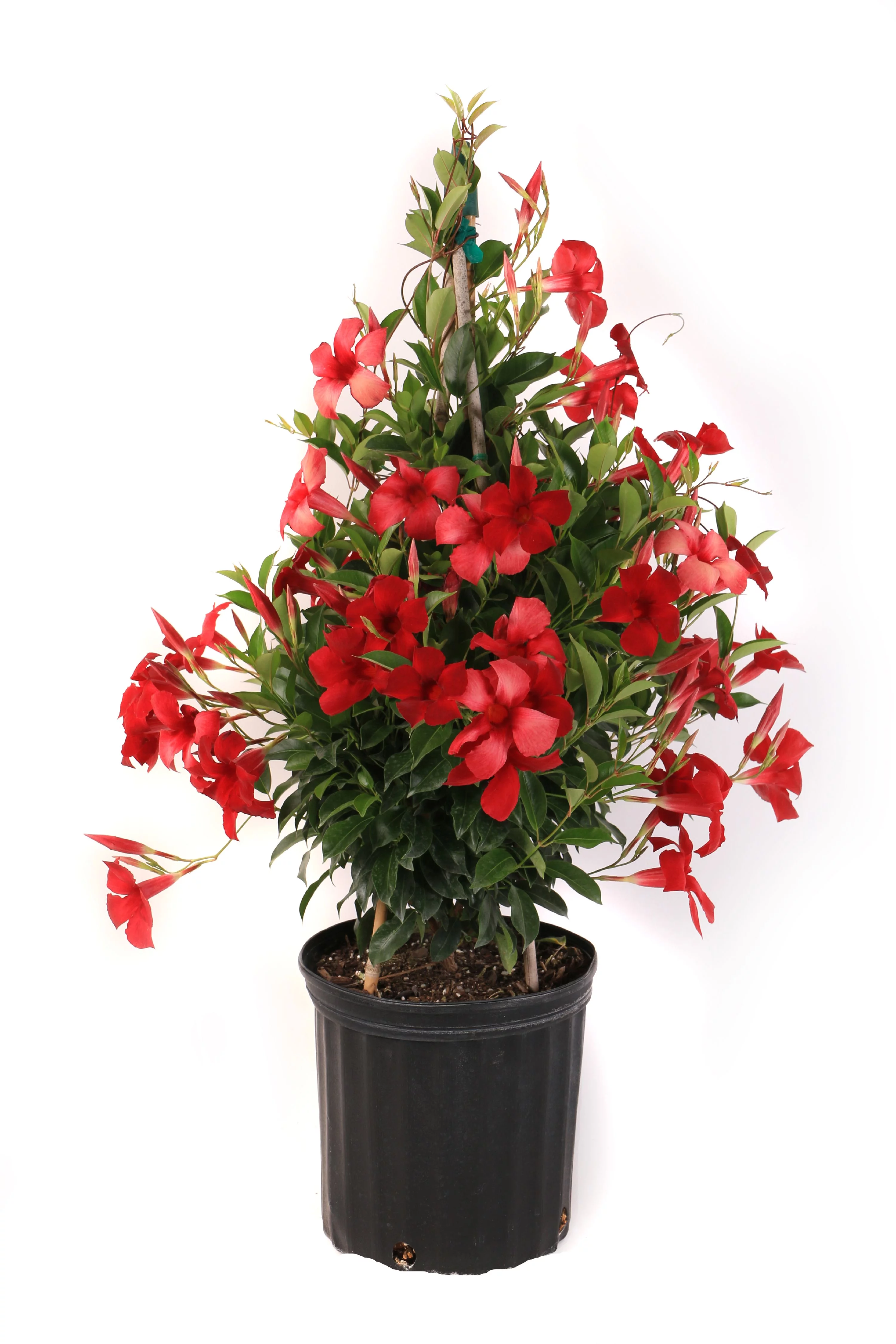 Island Blooms Live Indoor 20in. Tall Mandevilla Plant in 10in. Grower's Pot