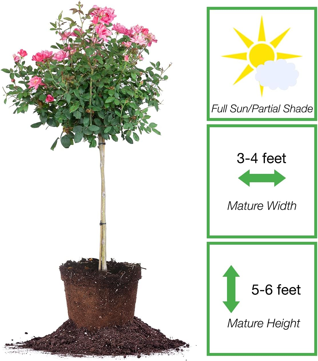 HYUN Double Pink Knock Out Rose Tree | Unique Topiary | Eye Catching Bright Pink Blooms