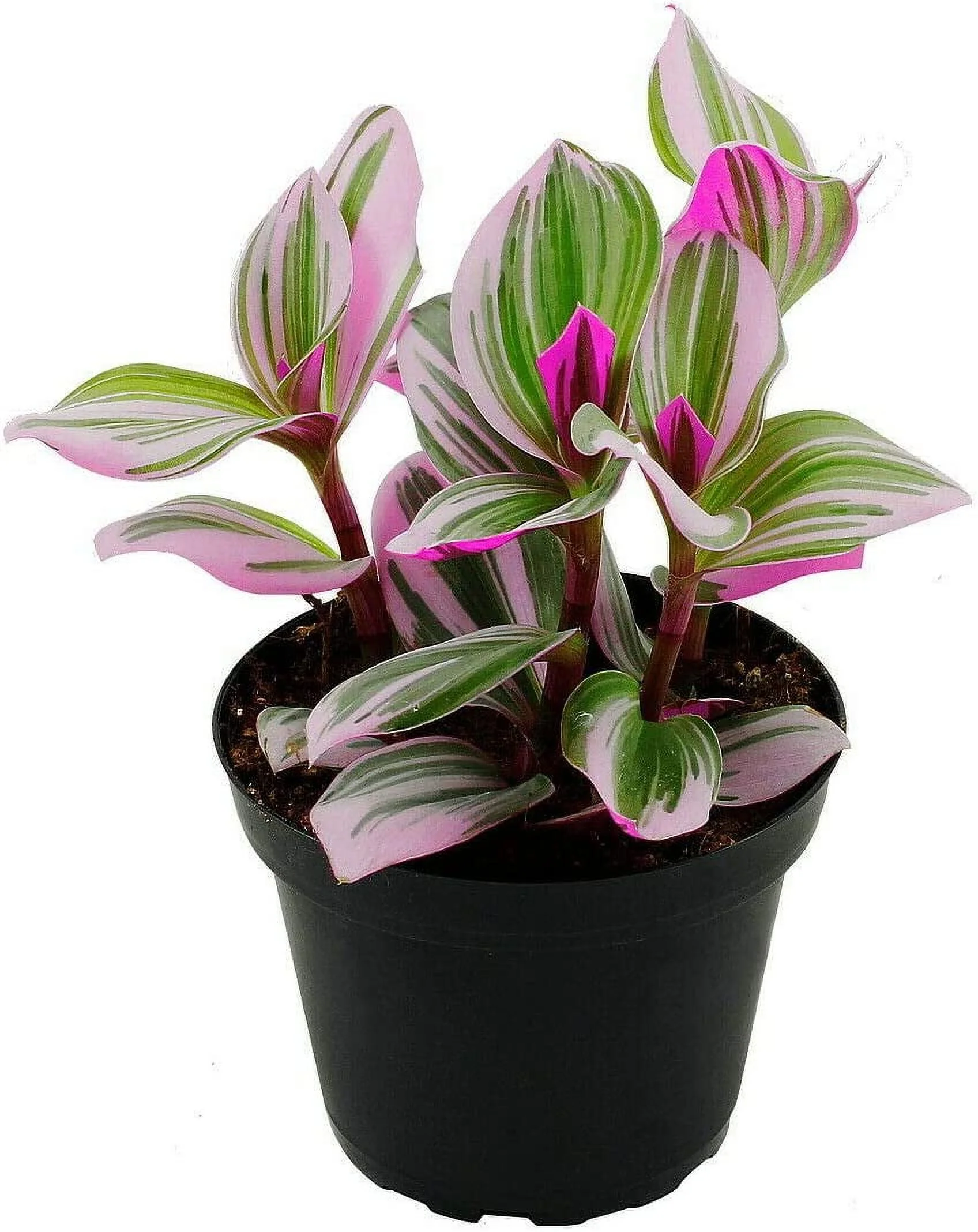 Rare Nanouk Pink Wandering Jew -Tradescantia - 4