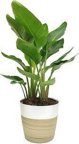 Costa Farms Better Homes & Gardens Live Indoor Green White Bird of Paradise Plant in 10in. Pot