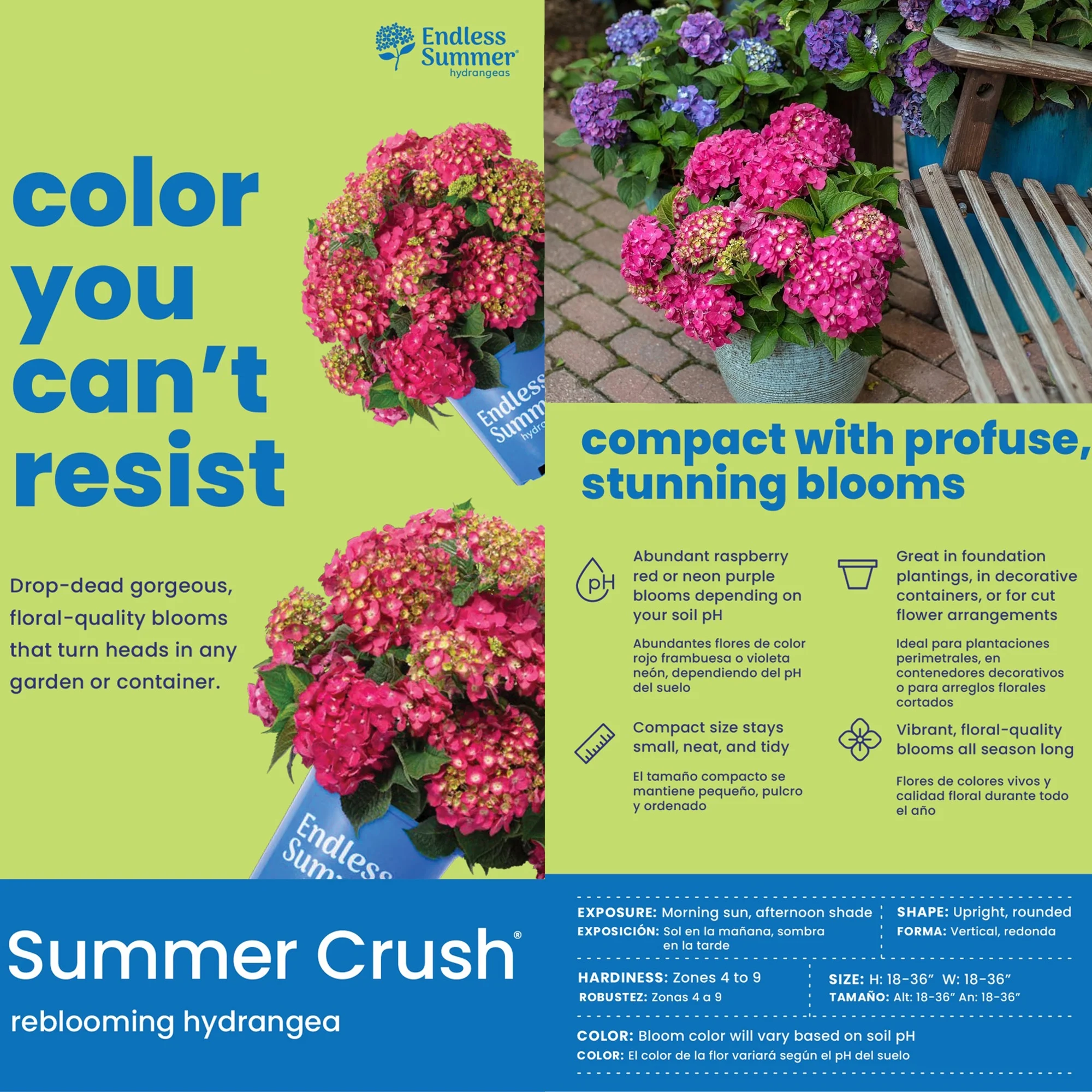 Endless Summer Hydrangea Summer Crush Live Shrub (5 Gallon)