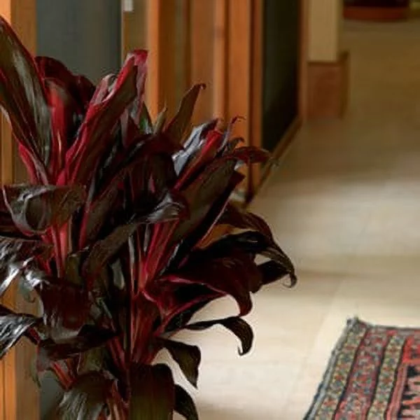 Expert Gardener Live Indoor 24in. Tall Red Ti Plant, Partial Sun, in 10in. Grower Pot