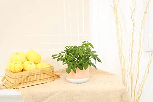 Schefflera Arboricola (4