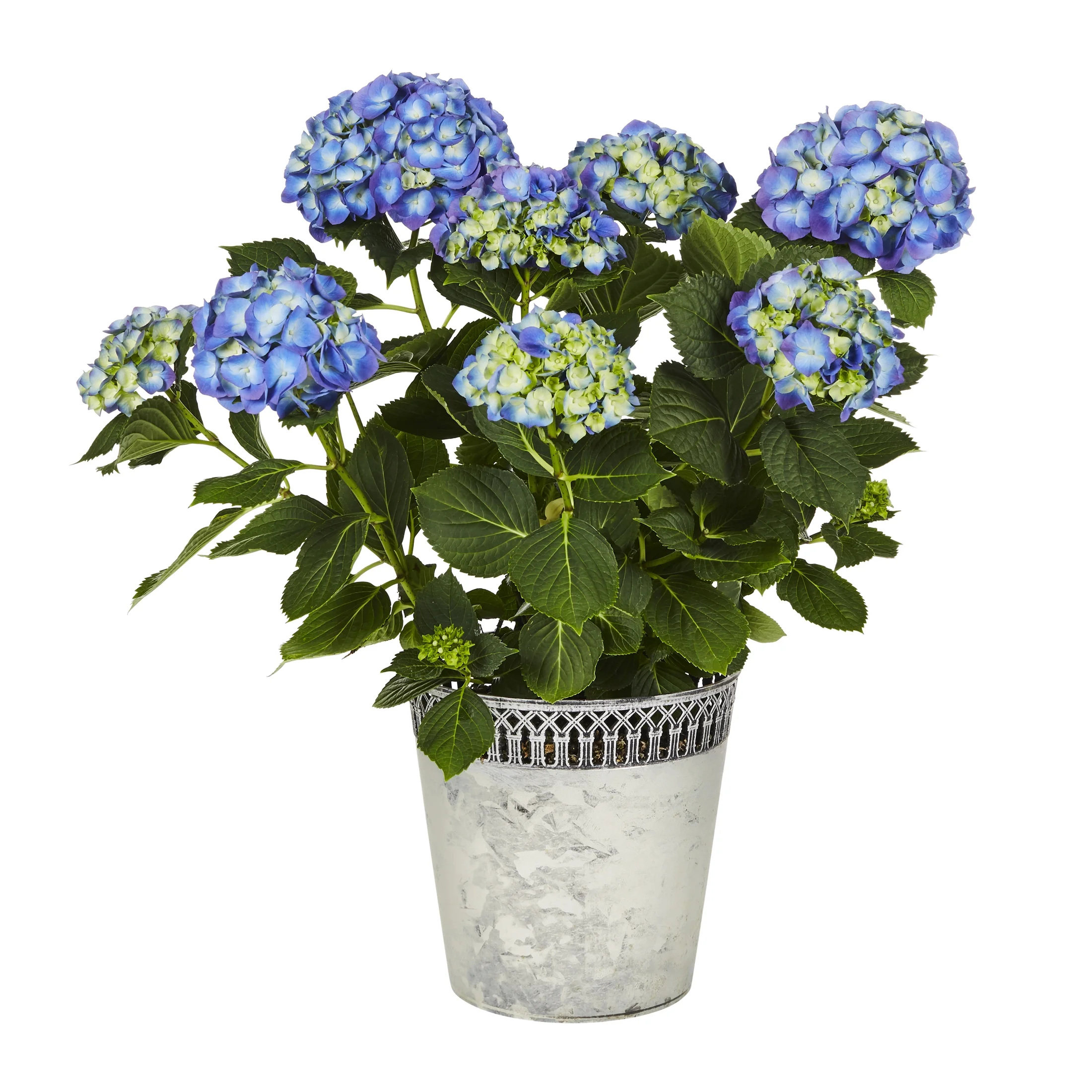 Expert Gardener Hydrangea 1.25G Blue Flowering Shrub Live Plants