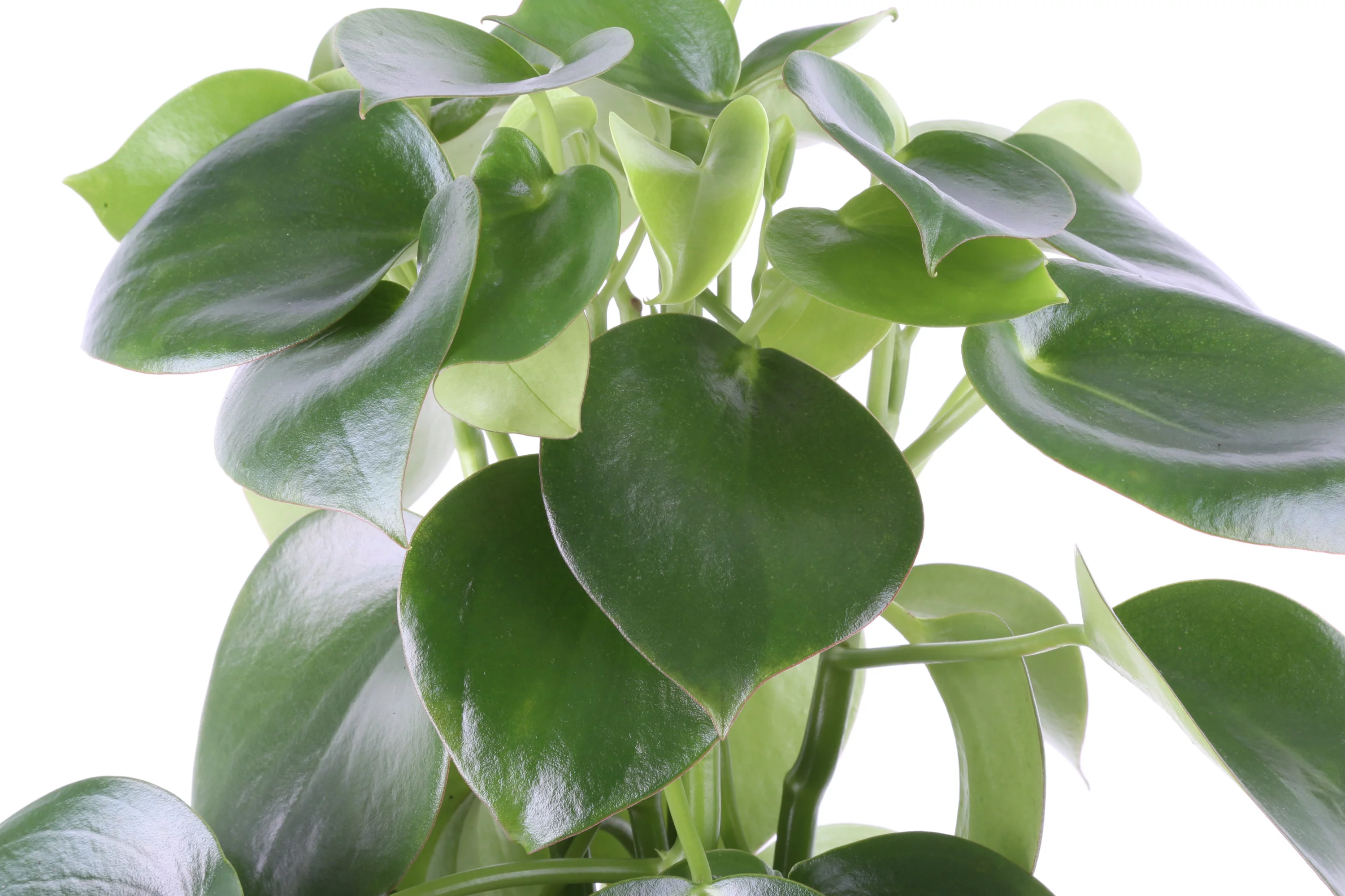 Trending Tropicals Live Indoor 24in. Tall Green Raindrop Peperomia; Medium, Indirect Light Plant in 6in. Mid-Century Modern Planter