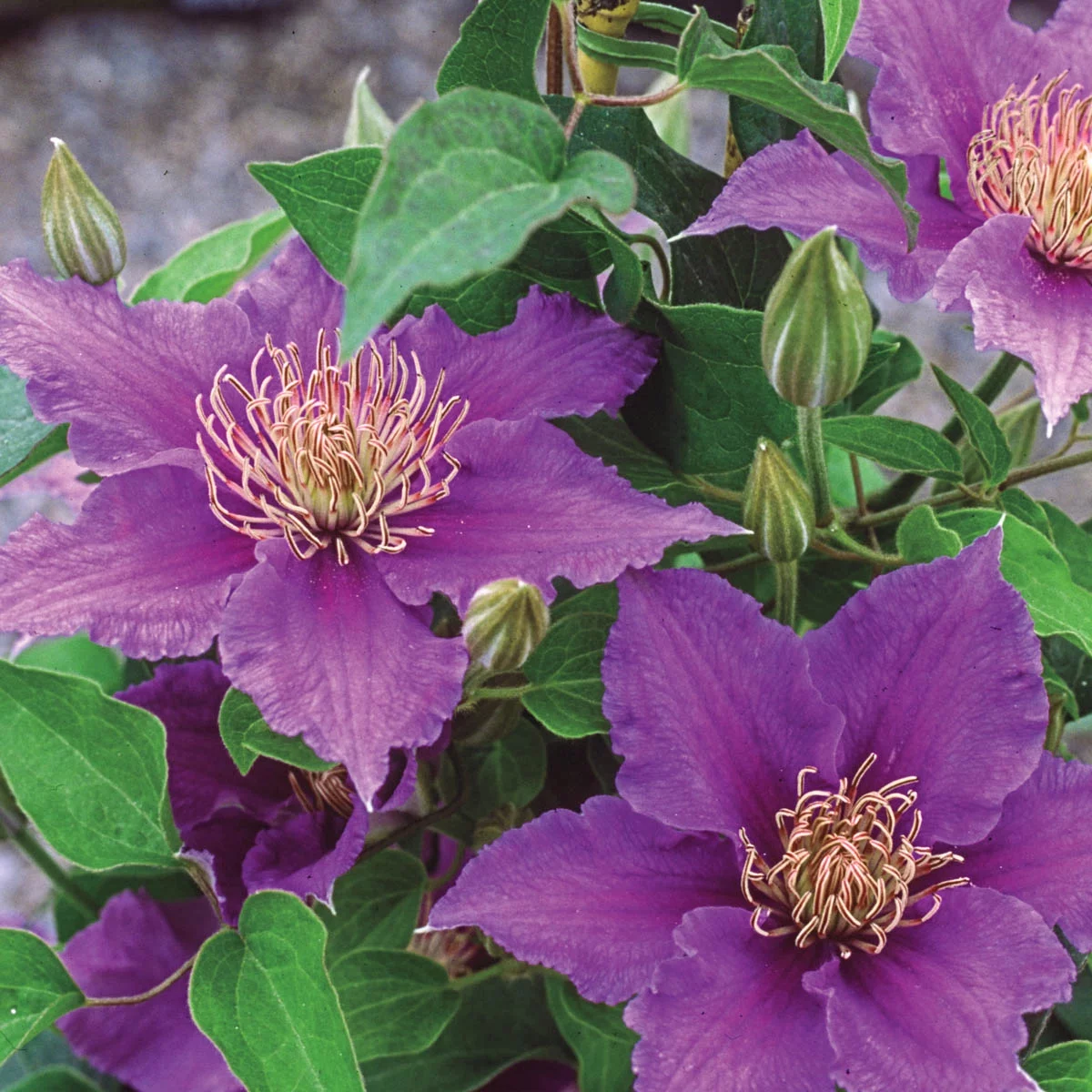 Spring Hill Nurseries Purple Flowering Bijou Clematis Vine, 4-Inch Potted Perennial Plant, 1-Pack
