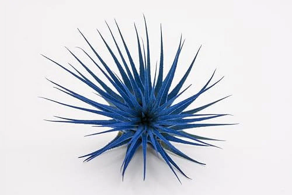 Live Extra Large Tillandsia Ionantha Guatemala Colorful Air Plant 3+ inch Enhanced Color Easy Care Indoor Outdoor Home Decor Gift Airplant by Awesome Industries (Deep Blue XL)