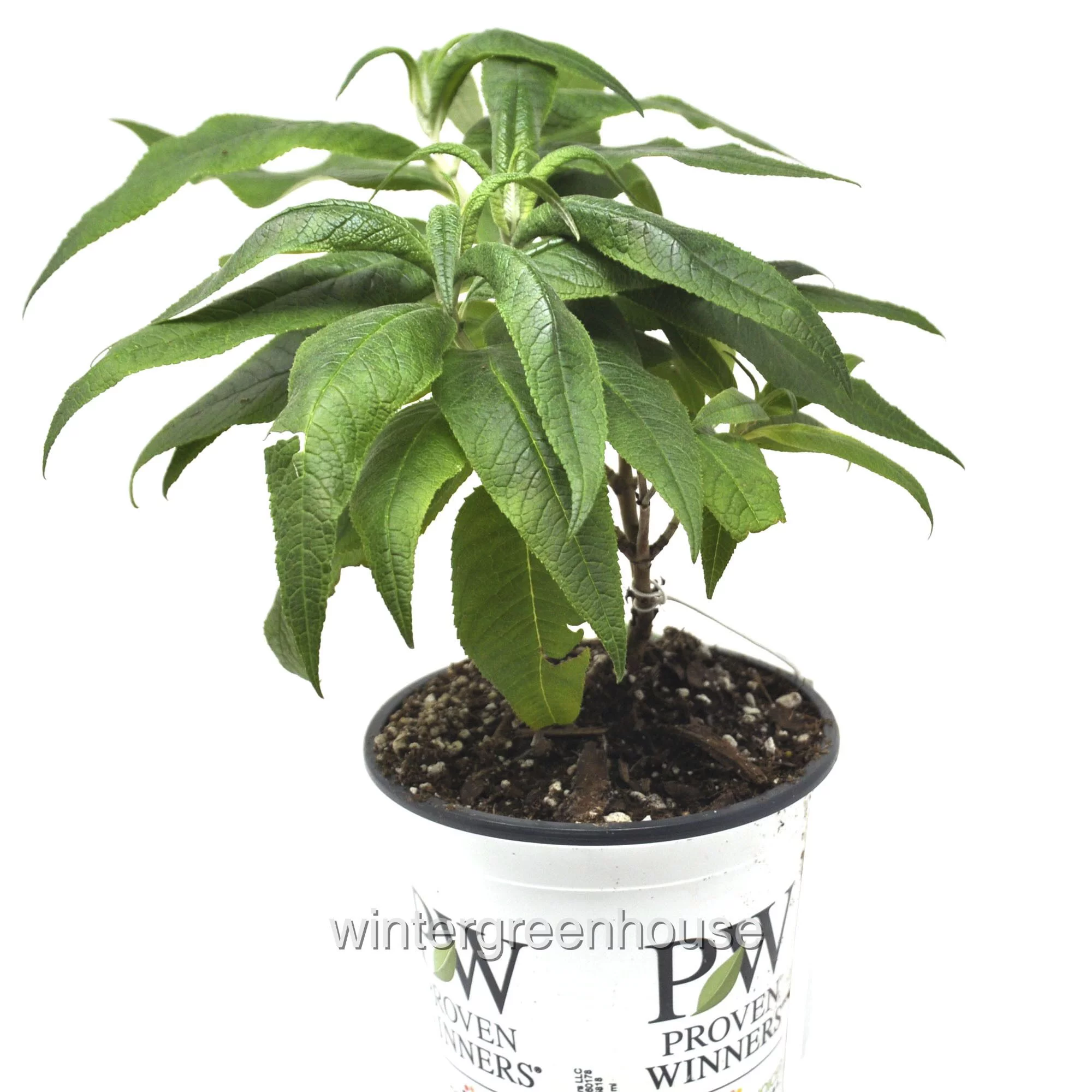 Buddleia ‘SMNBDL’ Pugster® Amethyst, Butterfly Bush - Pot Size: 4.5