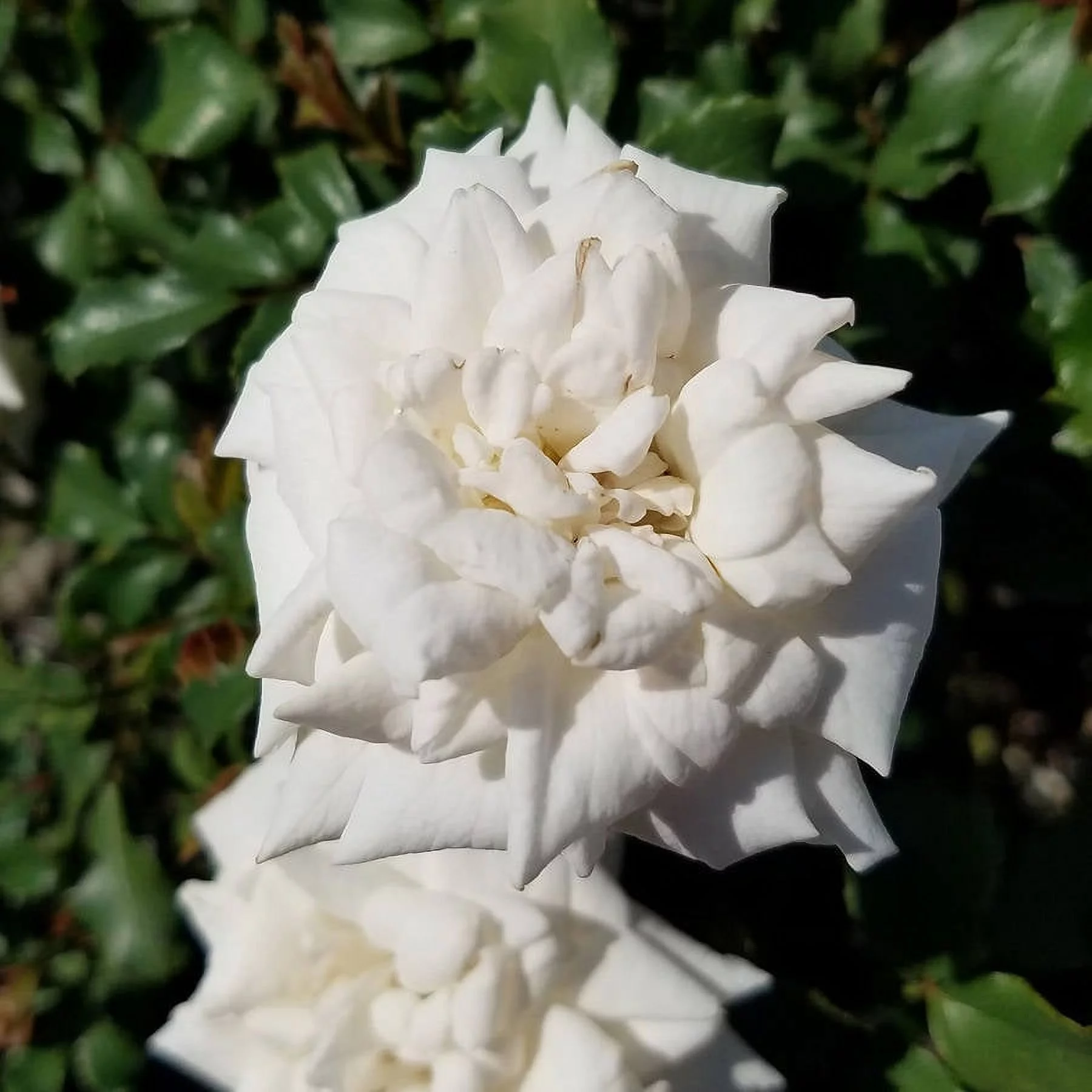 White Drift Rose (2 Gallon) Low-Growing Groundcover Deciduous Flowering Shrub - Full Sun Live Outdoor Plant