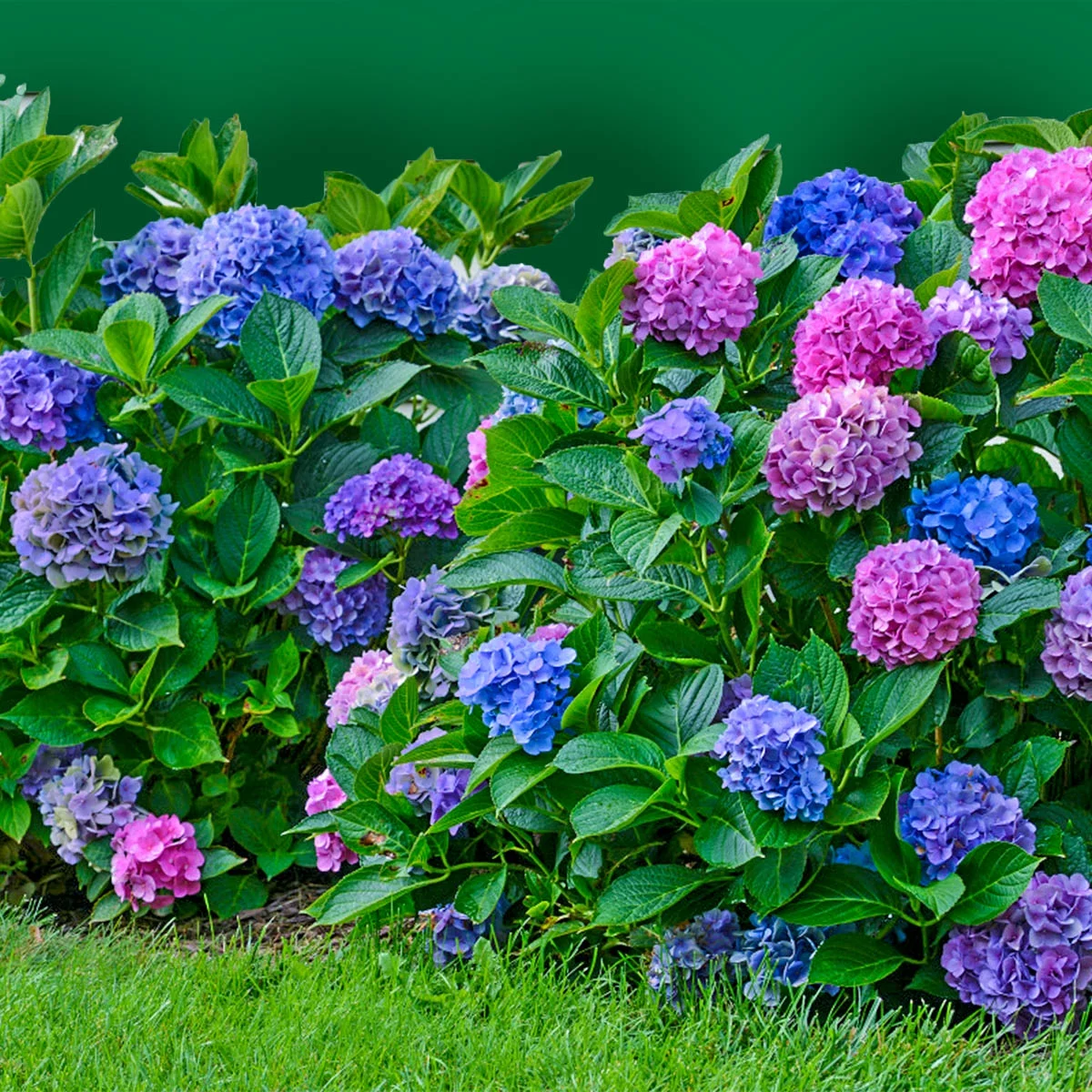 L.A. Dreamin Hydrangea Dormant Bare Root Starter Shrub, 1-Pack