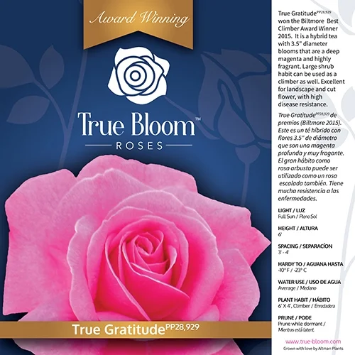 True Bloom by Altman Plants 8QT True Gratitude Pink Rose Live Plant
