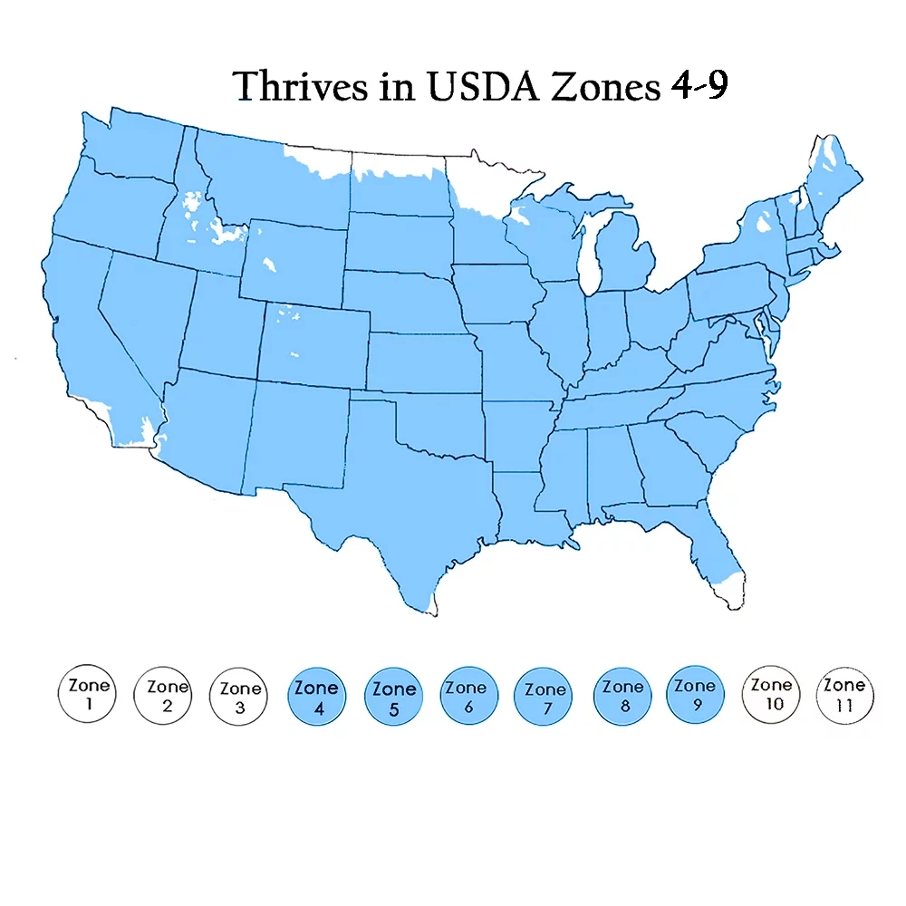 Endless Summer Twist-n-Shout Hydrangea Live Shrub (2 Gallon)