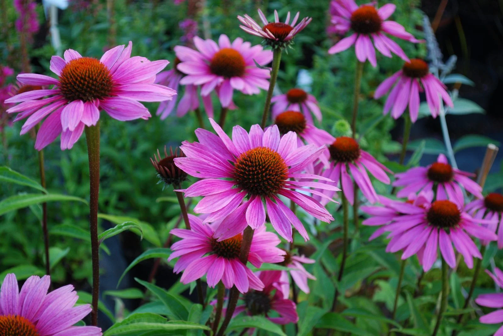 Magnus Coneflower - Echinacea purpurea Magnus - Quart Pot