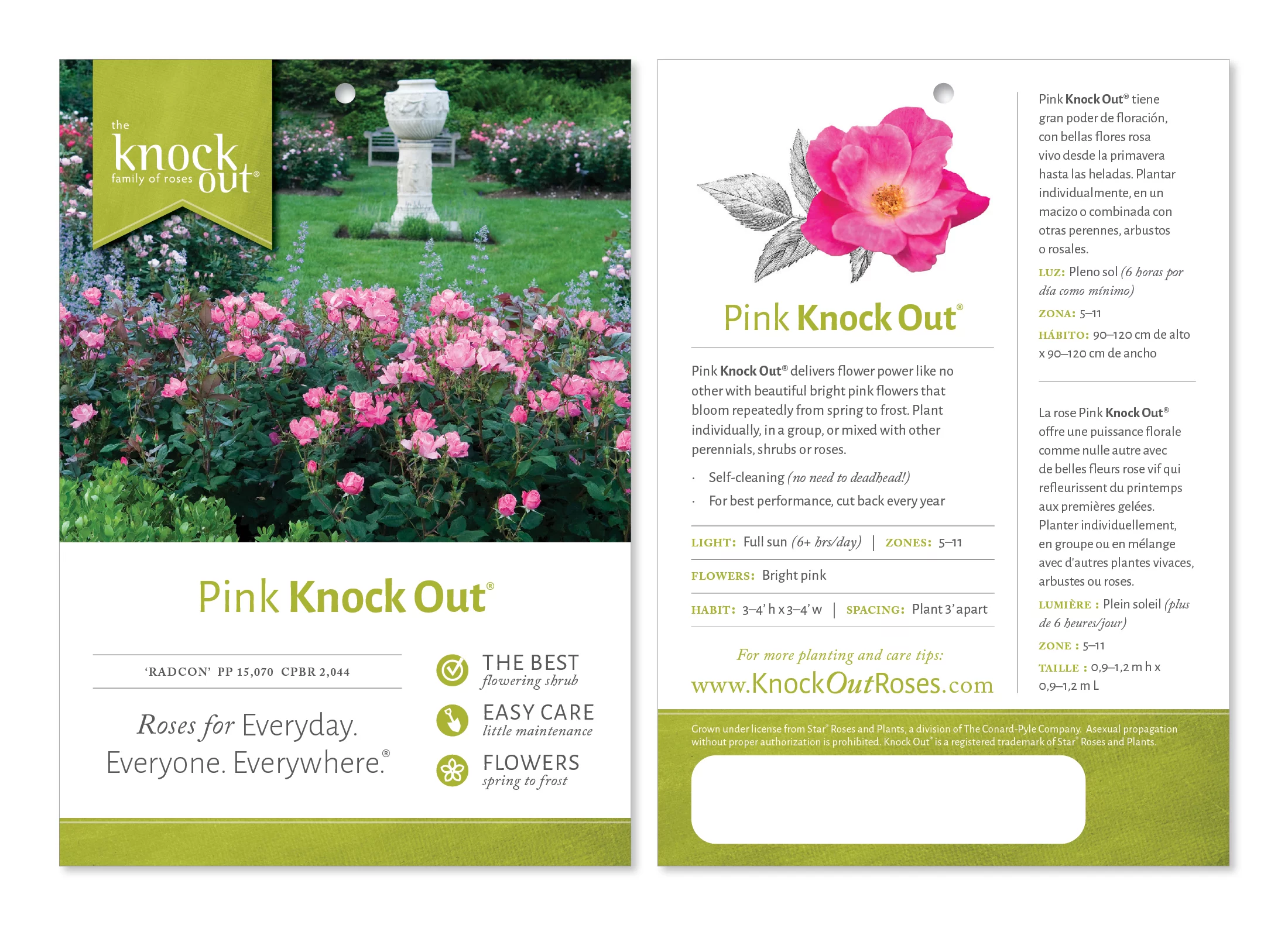 Bareroot Pink Knock Out® with Soft Pink Blooms - Live Shrub with Full Sun - 2 Piece