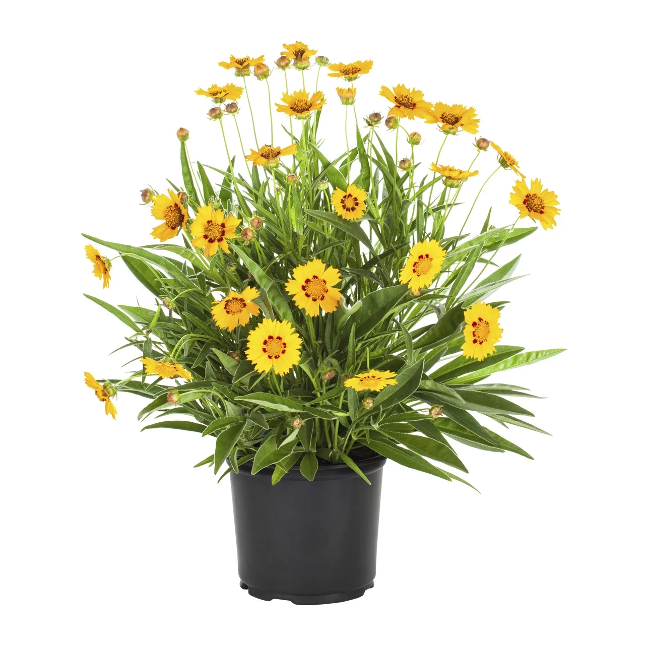 Expert Gardener 2.5QT Yellow Coreopsis Castello Compact Gold  Live Plants with Grower Pot