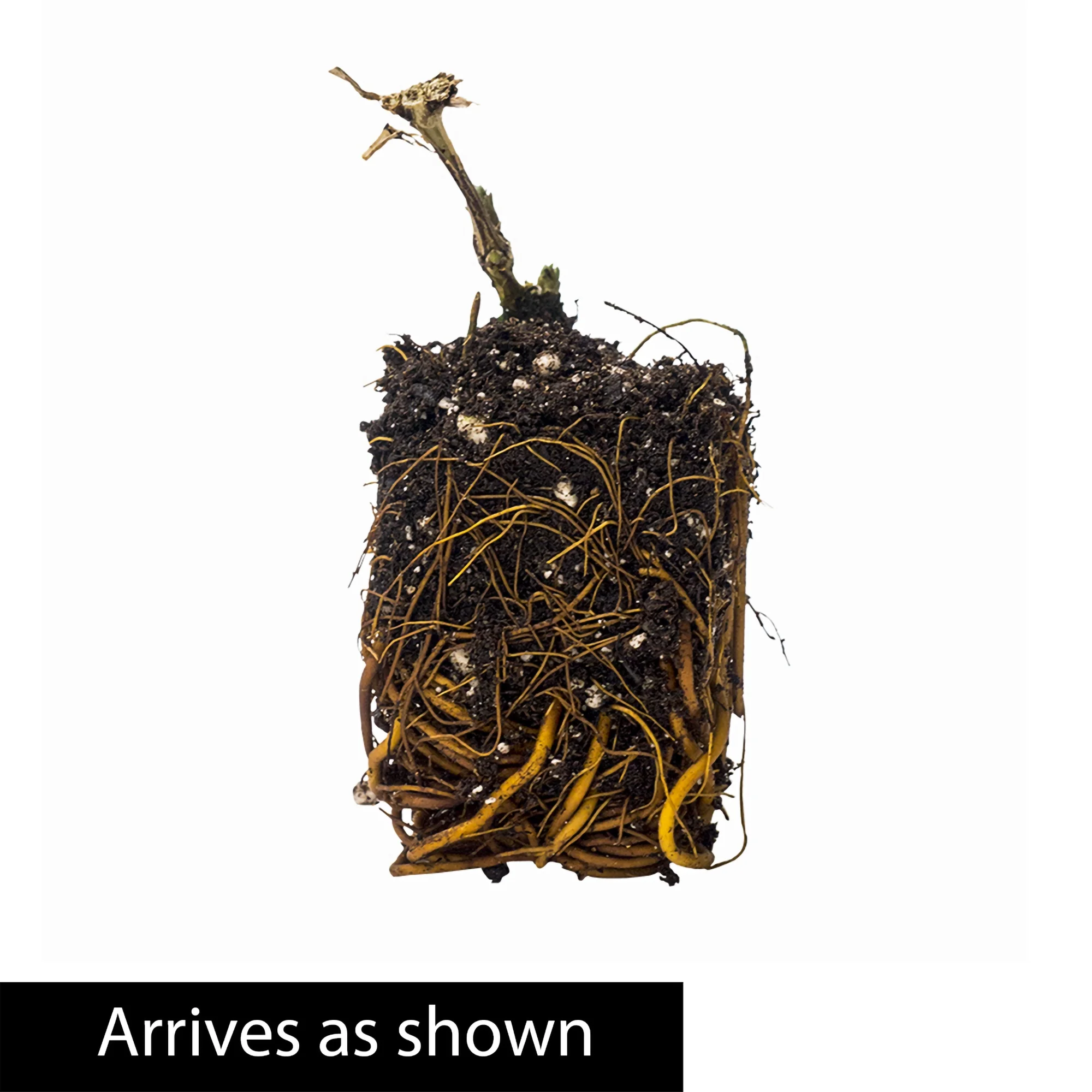 Kitty Clematis Vine White Flowering Dormant Bare Root Perennial Starter Plant (1-Pack)