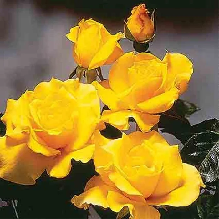 30 Rare Seeds| Midas Touch Hybrid Tea Rose Seeds #1032 | Seeds, Herbal Seeds, Flower Seeds, No GMO , Mixed Seed, Chinese Seeds