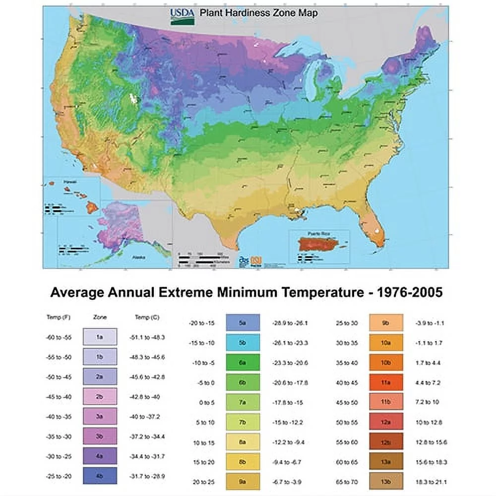 True Bloom by Altman Plants 8QT True Inspiration Light Pink Rose Live Plant Pot