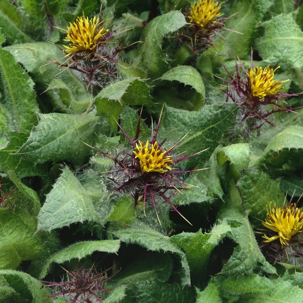 Blessed Thistle Seeds - Cnicus Benedictus Herb Seed - 200 Seeds