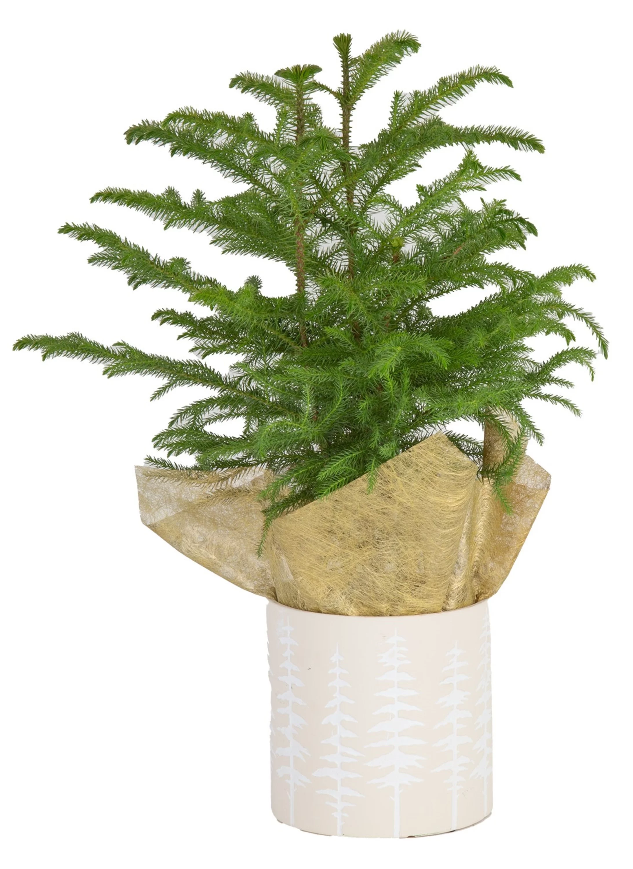 Costa Farms Live Indoor 18in. Tall Christmas Tree; Bright, Direct Sunlight Plant in 6in. an elegant Ceramic Planter