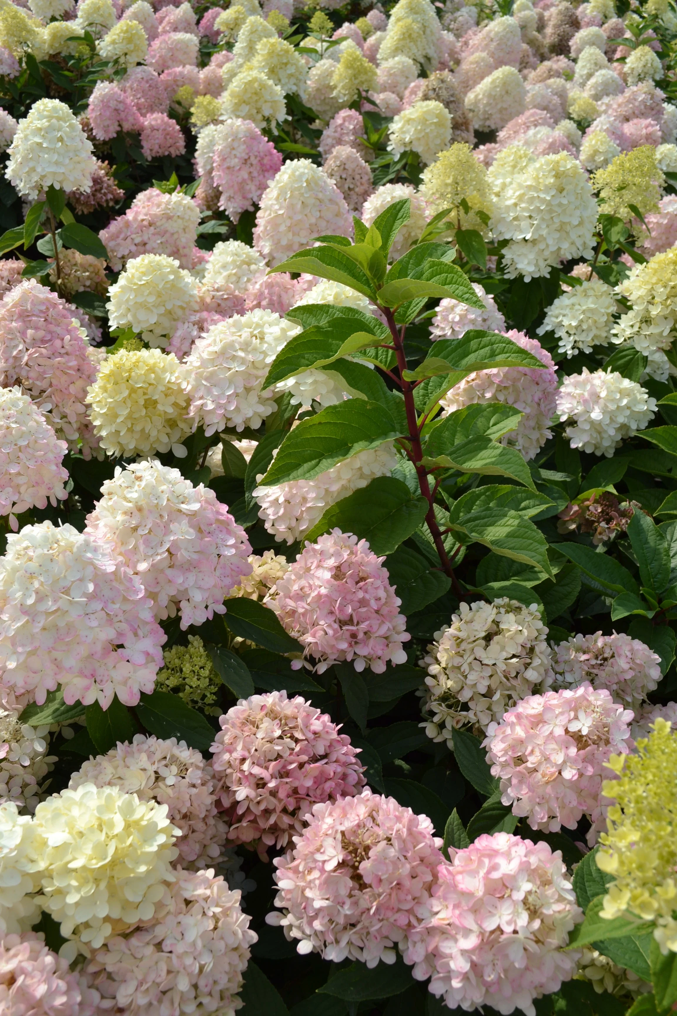 Expert Gardener 2.25 gal Hydrangea Sweet Summer Live Shrubs
