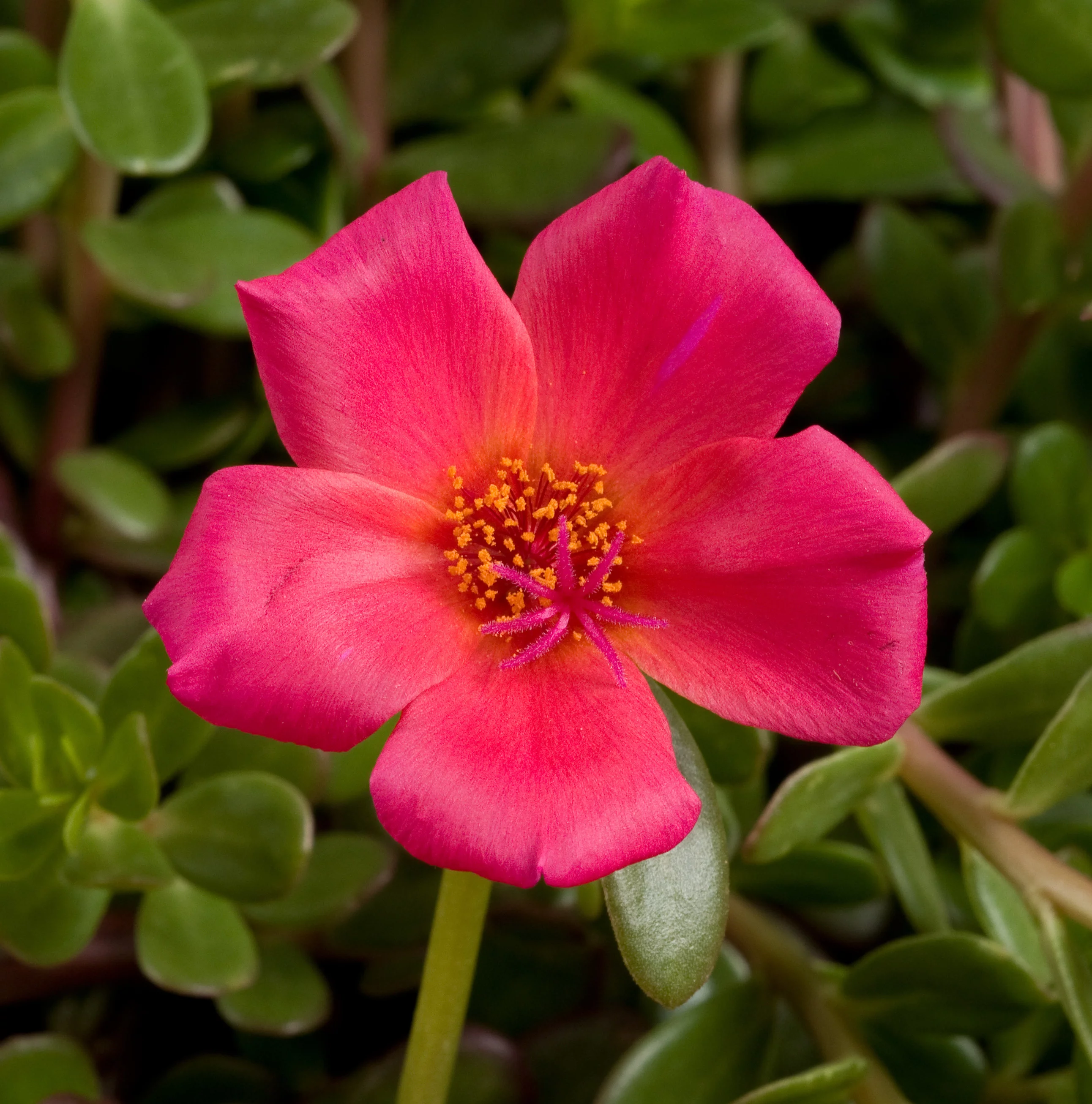 6in. Tall Pink Purslane; Partial Shade Outdoors Plant in 4.5in. Grower Pot, 6-Pack