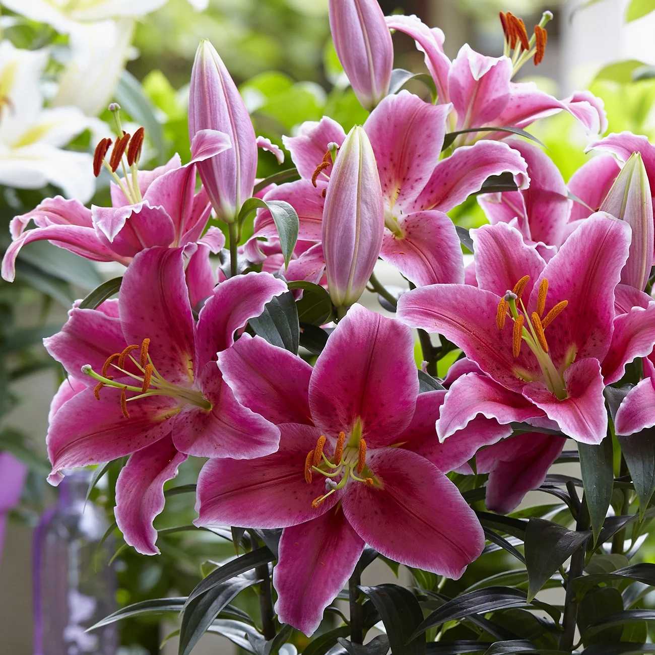 Van Zyverden Lily Pink Romance, Dormant Perennial Flower Bulb, Sun to Partial Shade, Pink