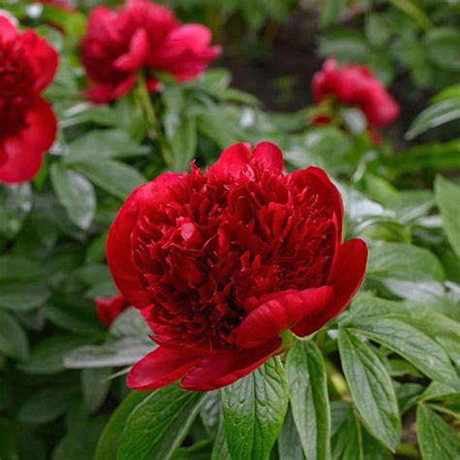 Peony Bulbs, Peony Bulbs,Potted Plant,  Perennials, DecorationPeony Plant, Beauty,Ornamental, Four Seasons,Peony Bulbs For Sale