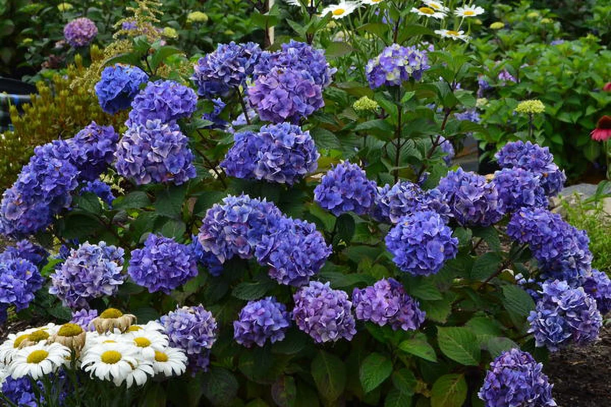 Endlesssummer Hydran 1g Hydrangea Bloom