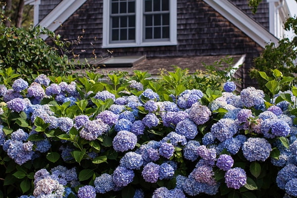 Endless Summer 1G Blue Pink Hydrangea Live Shrub (1-pack) with Grower Pot