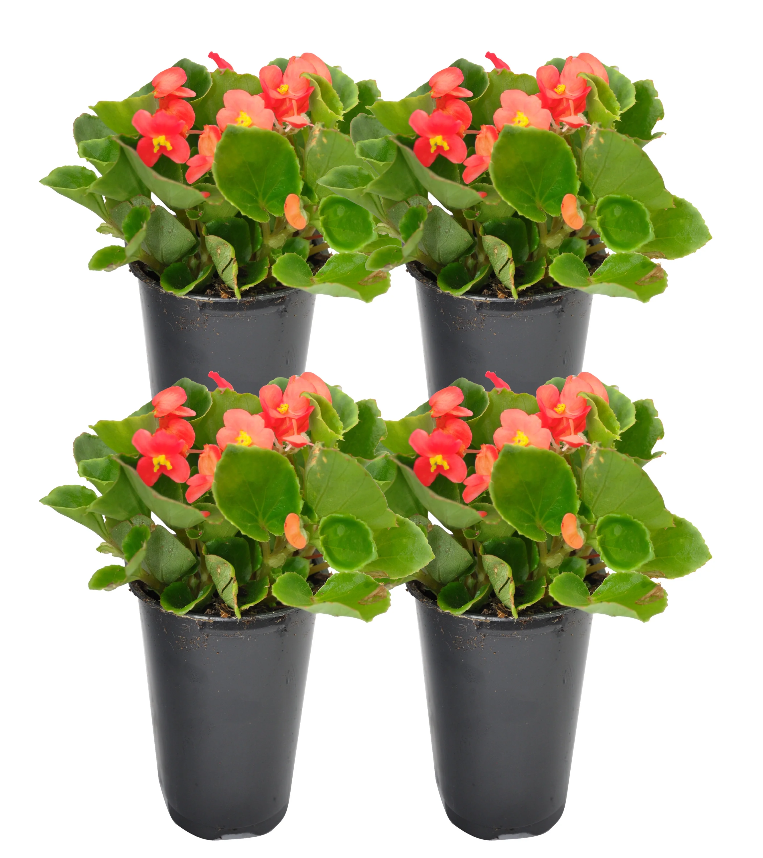 Red Wax Begonia; Partial Shade Outdoors Plant in 4.5in. Grower Pot, 4-Pack