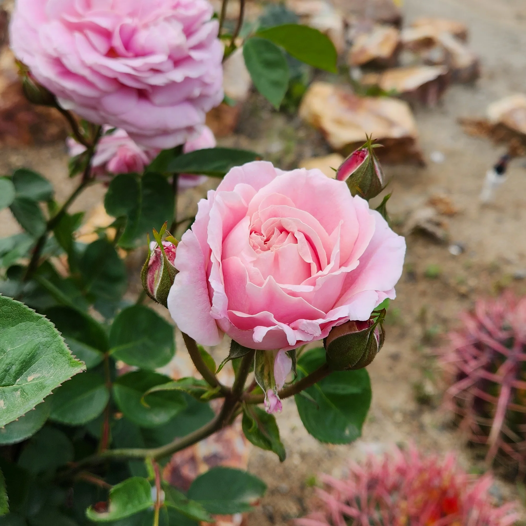 'True Perfume' PP28929 Pink Rose Bush | 8qt. Grow Pot | Full Sun | True Bloom by Altman Plants