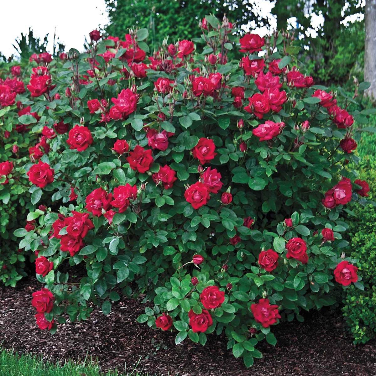 Red Double Knockout Dormant Bare Root Landscape Shrub Rose, 1-Pack