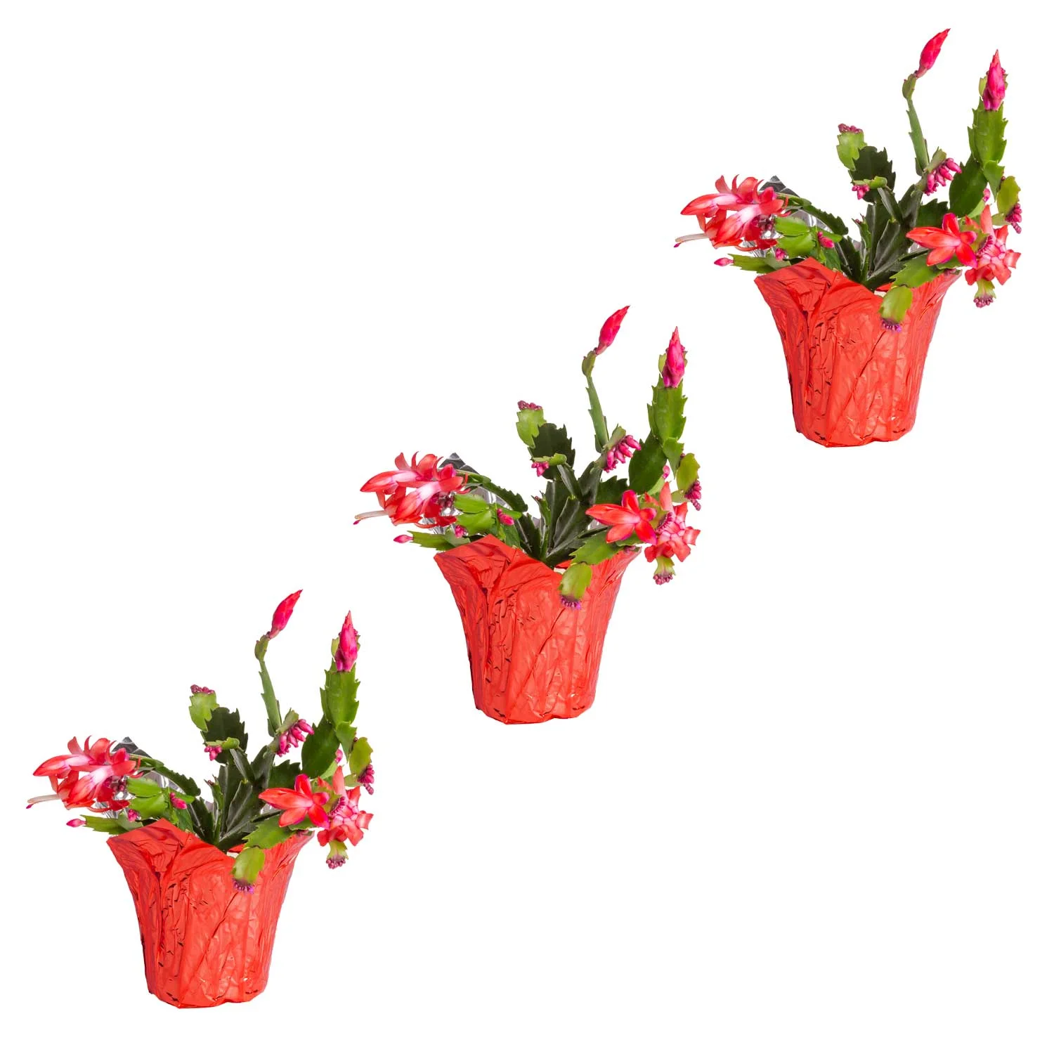 Costa Farms Live Indoor 8in. Tall Christmas Cactus assorted blooms, Sunlight Plant in 4in. Gift Wrap, 3-Pack