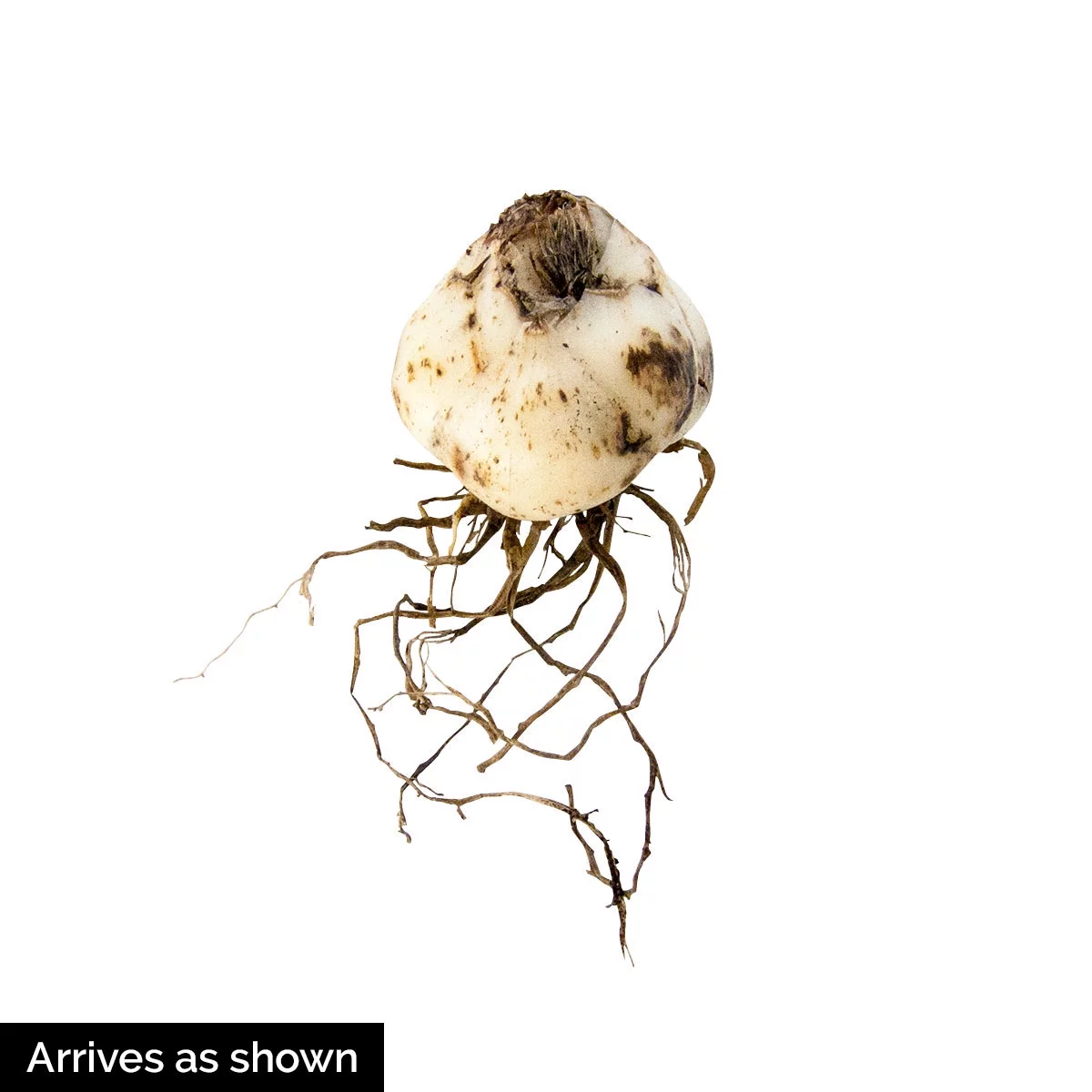 Asiatic Lily Rosella's Dream Dormant Flowering Bulbs (25-Pack)