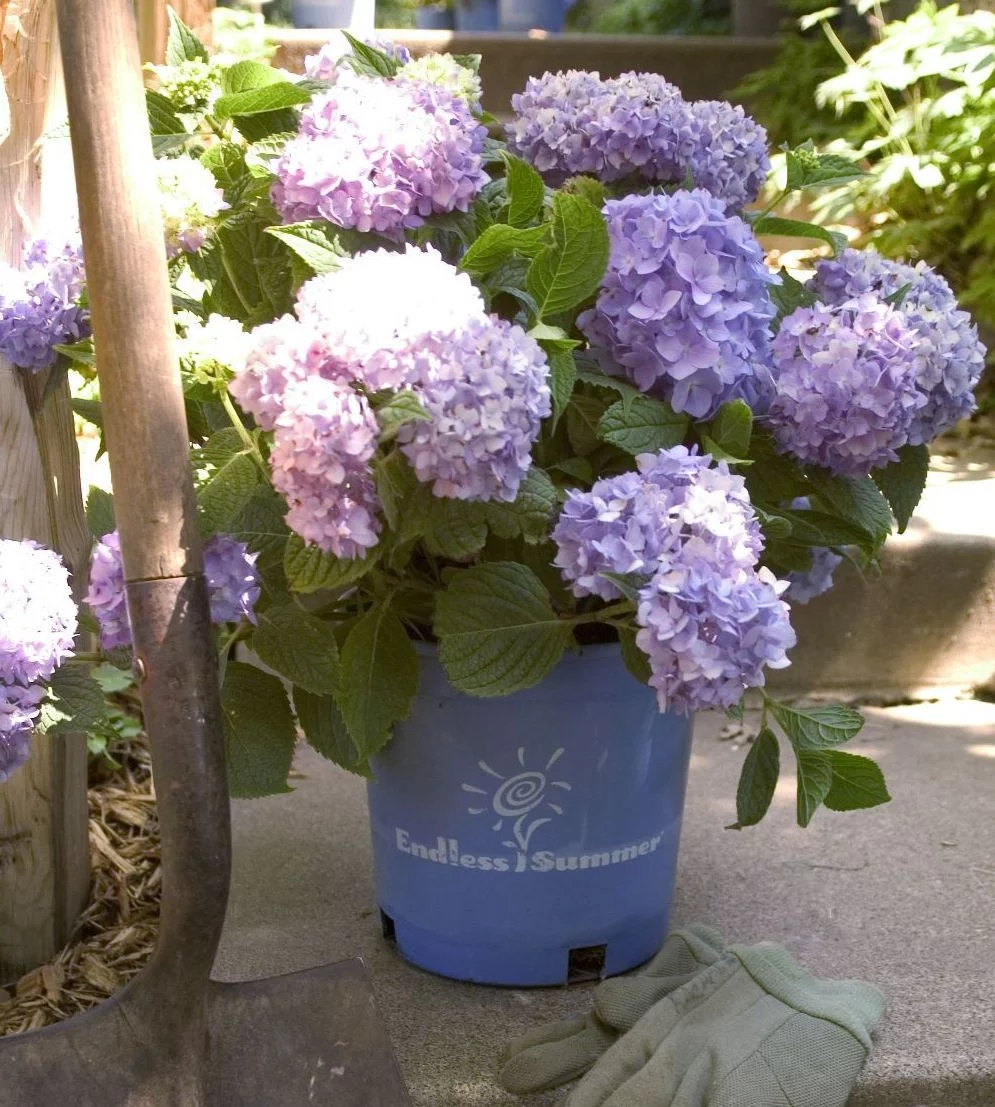 Hydrangea Endless Summer Blue - Purple 2G, Part Sun, Live Shrub