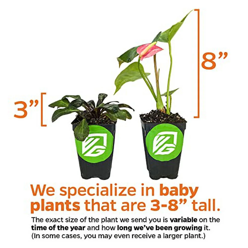 Orange Bird of Paradise - Strelitzia Reginae - Live Plant