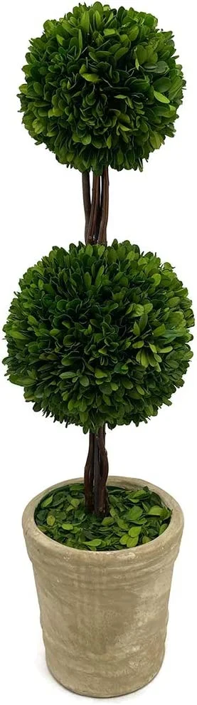 Real Preserved Boxwood Double Topiary