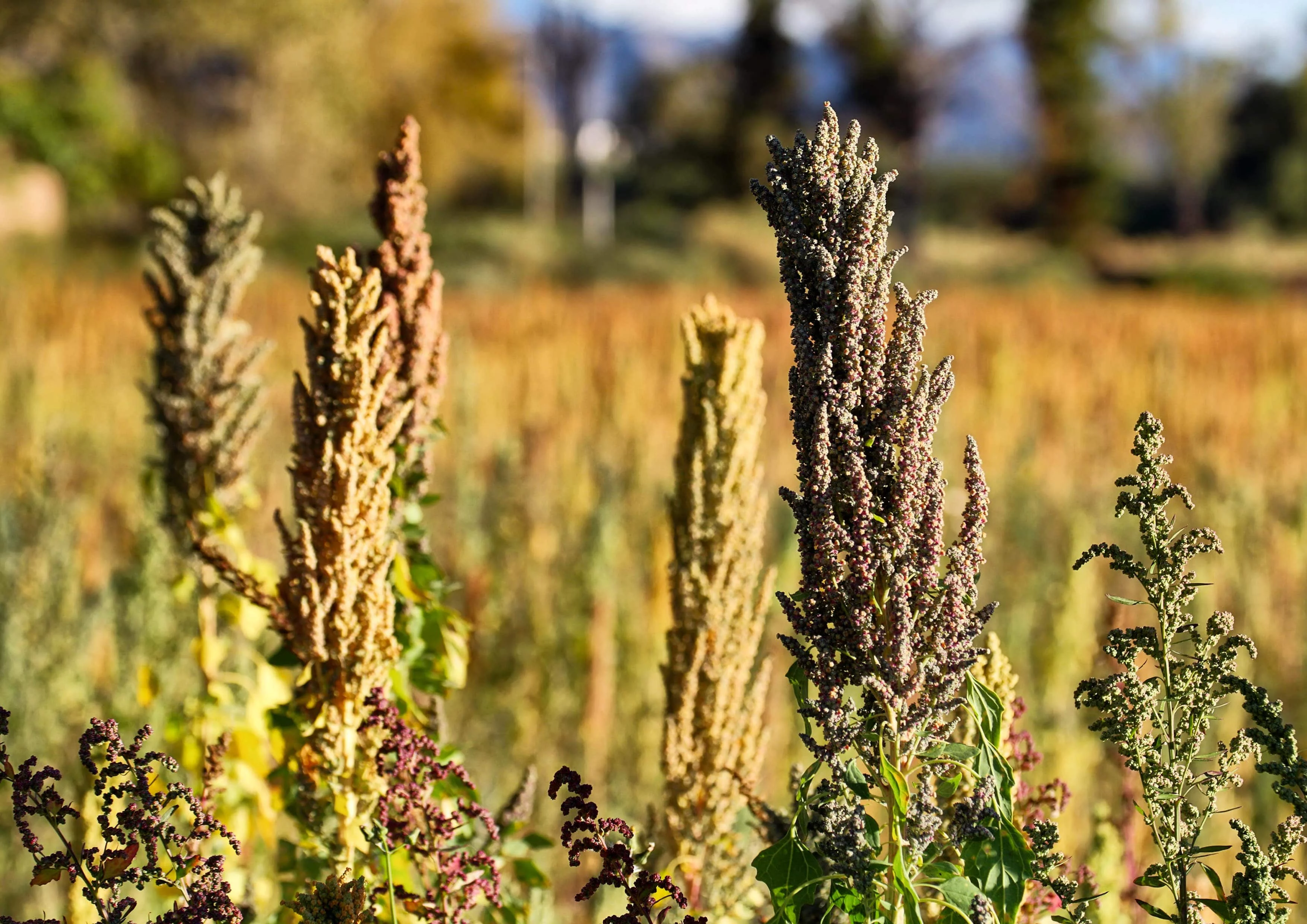 Black Quinoa, 3 Pounds — Raw, Sproutable — by Food to Live