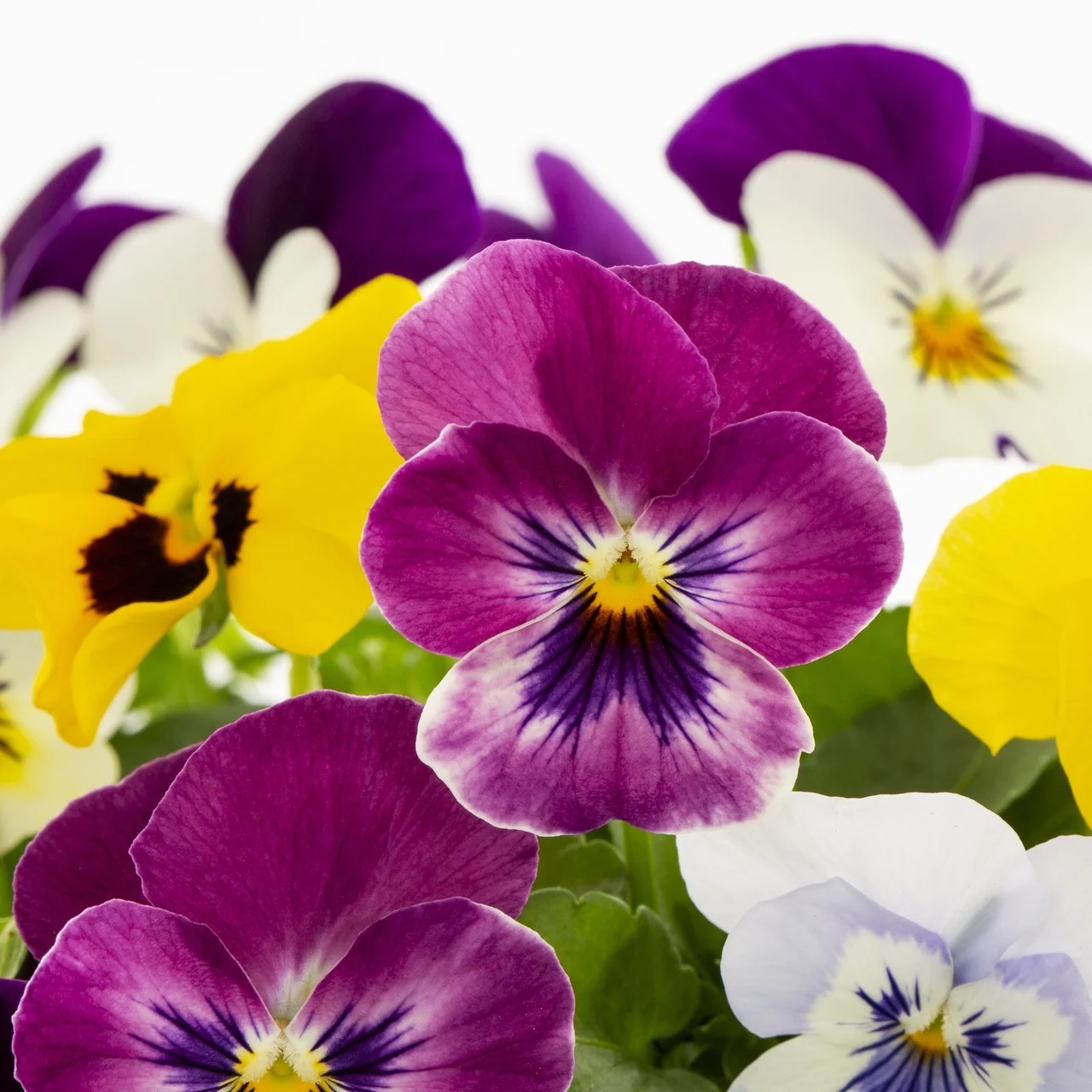 Expert Gardener PT Multicolor Spring Select Mix Viola Live Plant Grower Pot Sun (6 Pack)