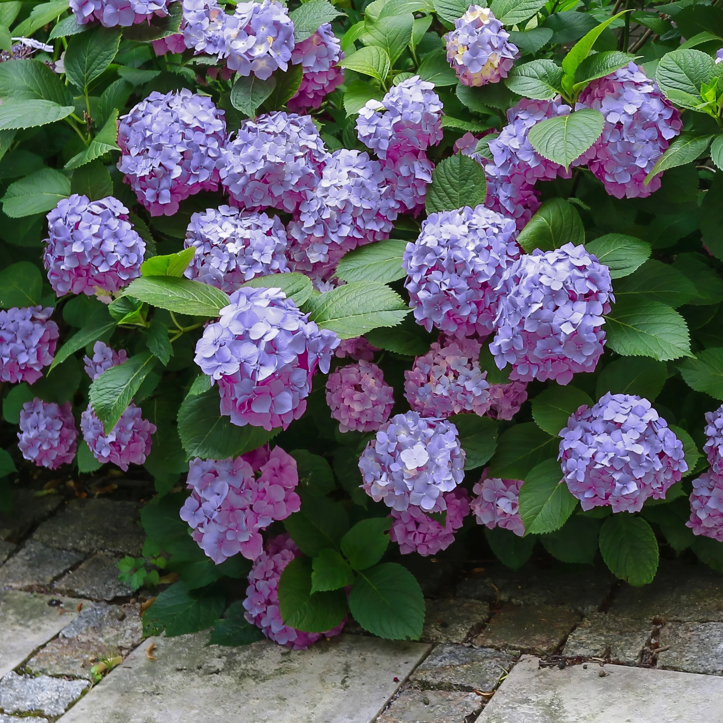 2 gal. Hydrangea Penny Mac Shrub with Pink Flowers