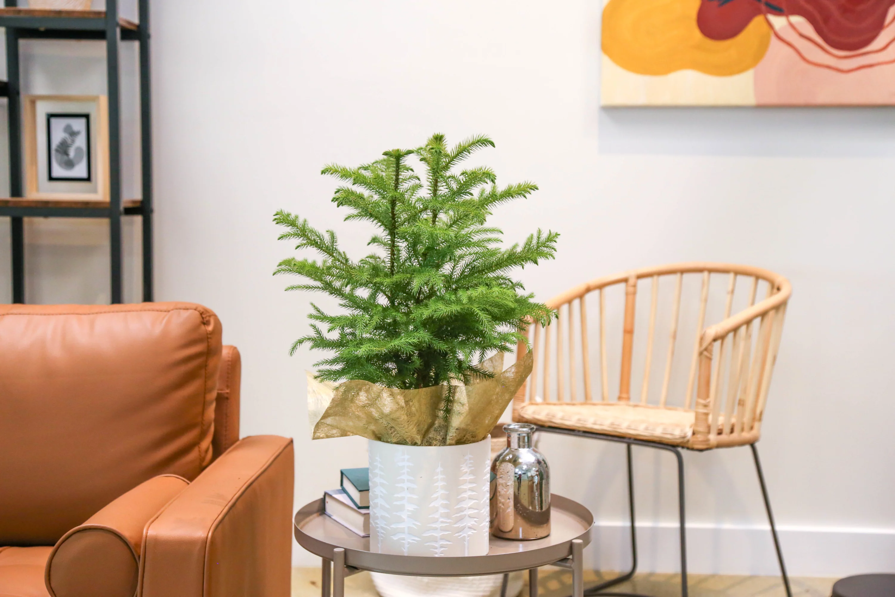 Costa Farms Live Indoor 18in. Tall Christmas Tree; Bright, Direct Sunlight Plant in 6in. an elegant Ceramic Planter