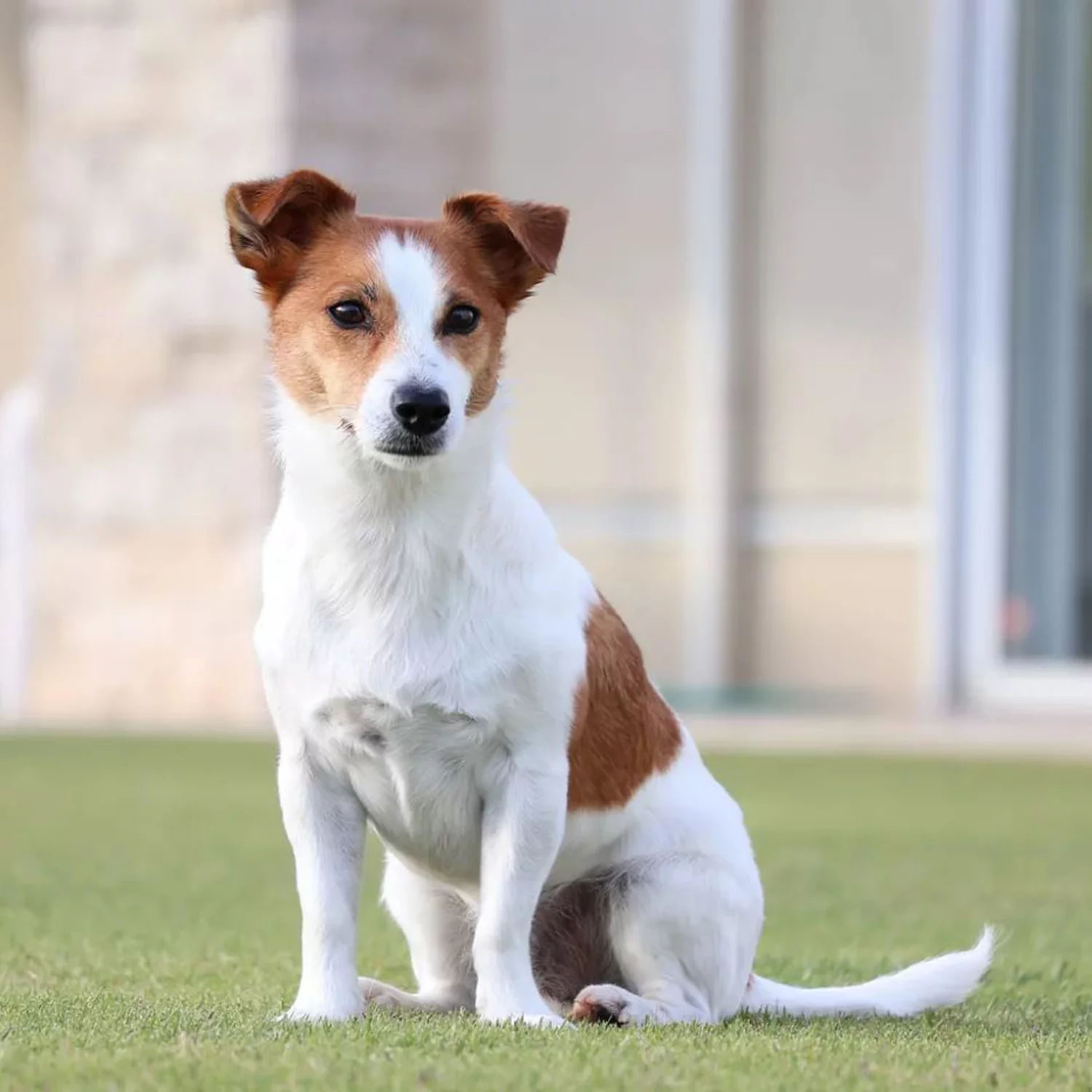 Canon EOS R50 Mirrorless Camera (Black) with RF-S 18-45mm F4.5-6.3 IS STM Lens 5811C012 Bundle with Deco Gear Photography Bag + 2 x Battery + 2 x 64GB Memory Cards + Accessories Kit