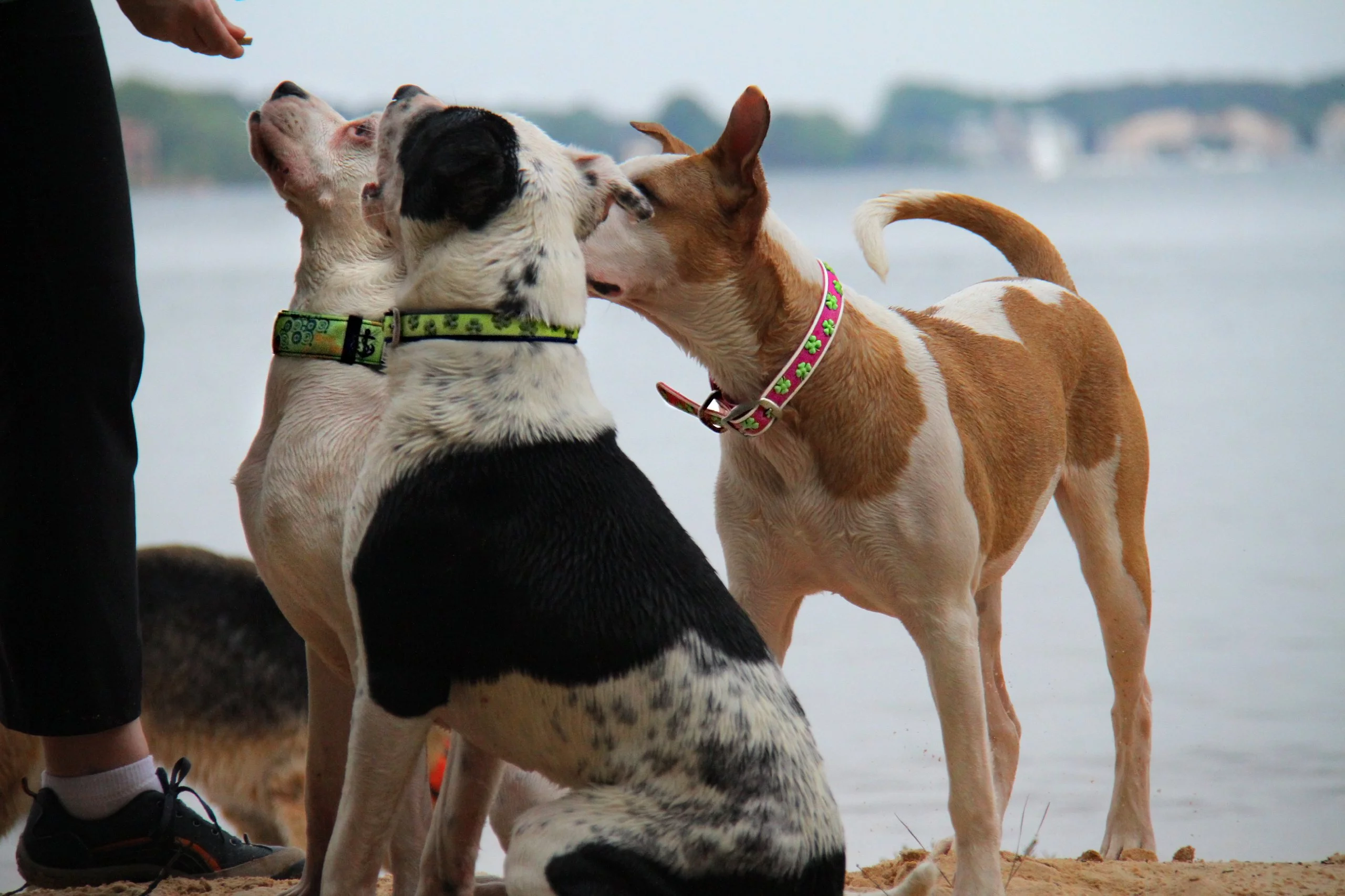 All Style, No Stink Dog Collar, 100% Waterproof