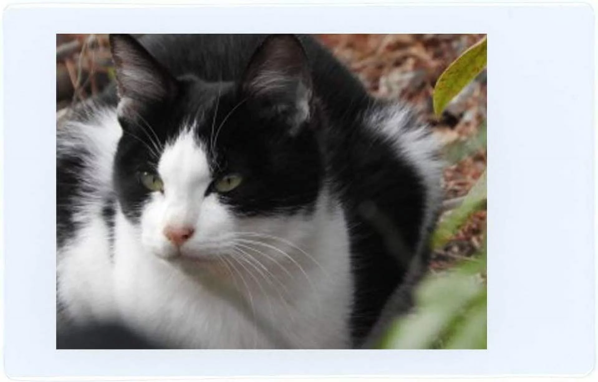 Fujifilm Instax Mini Instant Film, 10 Sheets of 5 Pack x 2 (100 Sheets)