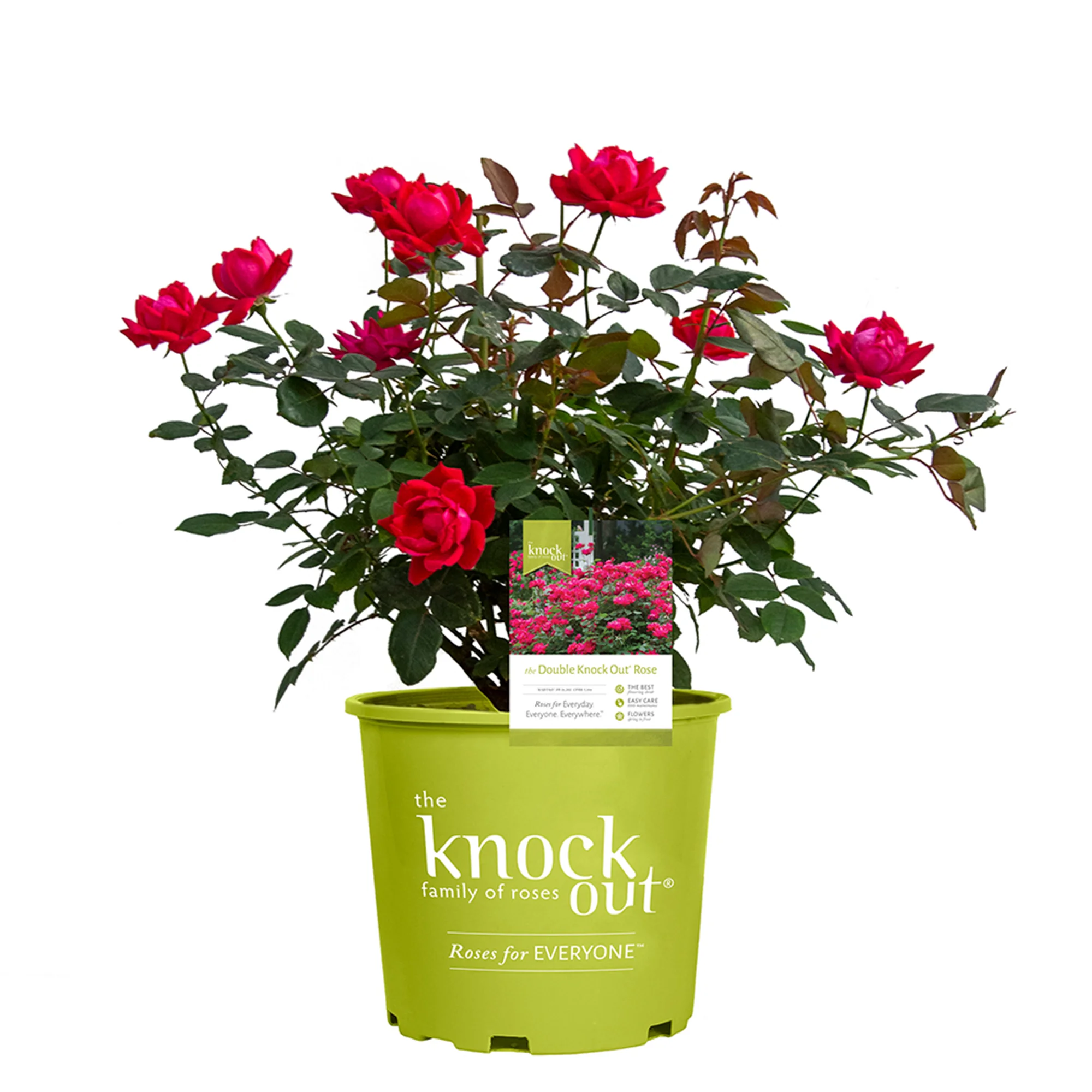3 Gal. Double Red Knock Out Rose Bush - Reblooming Disease Resistant Landscape Shrub