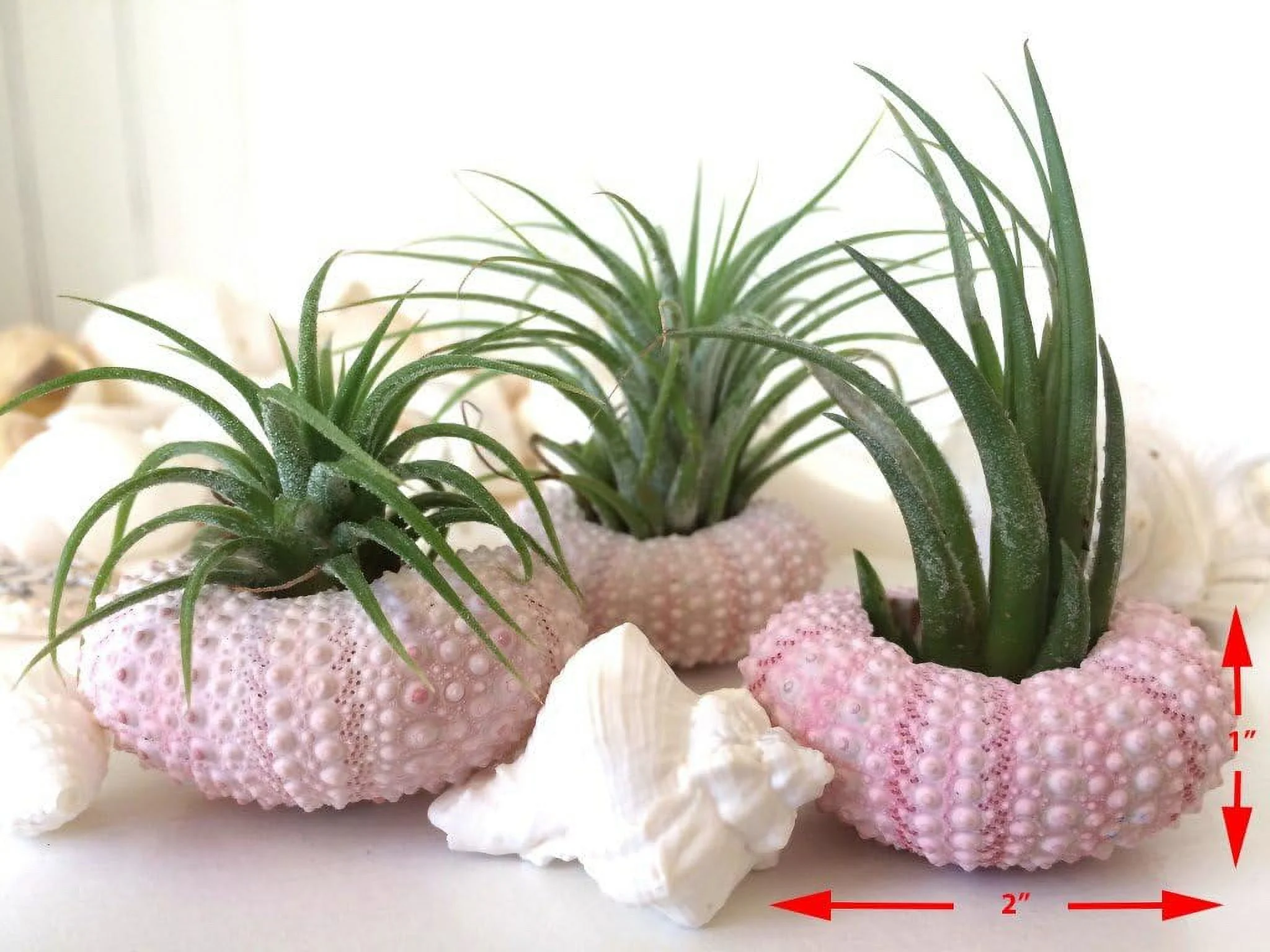 Sea Urchin Air Plant Kit | Sea Urchins And Tillandsia Gift Set | (3 Pack)