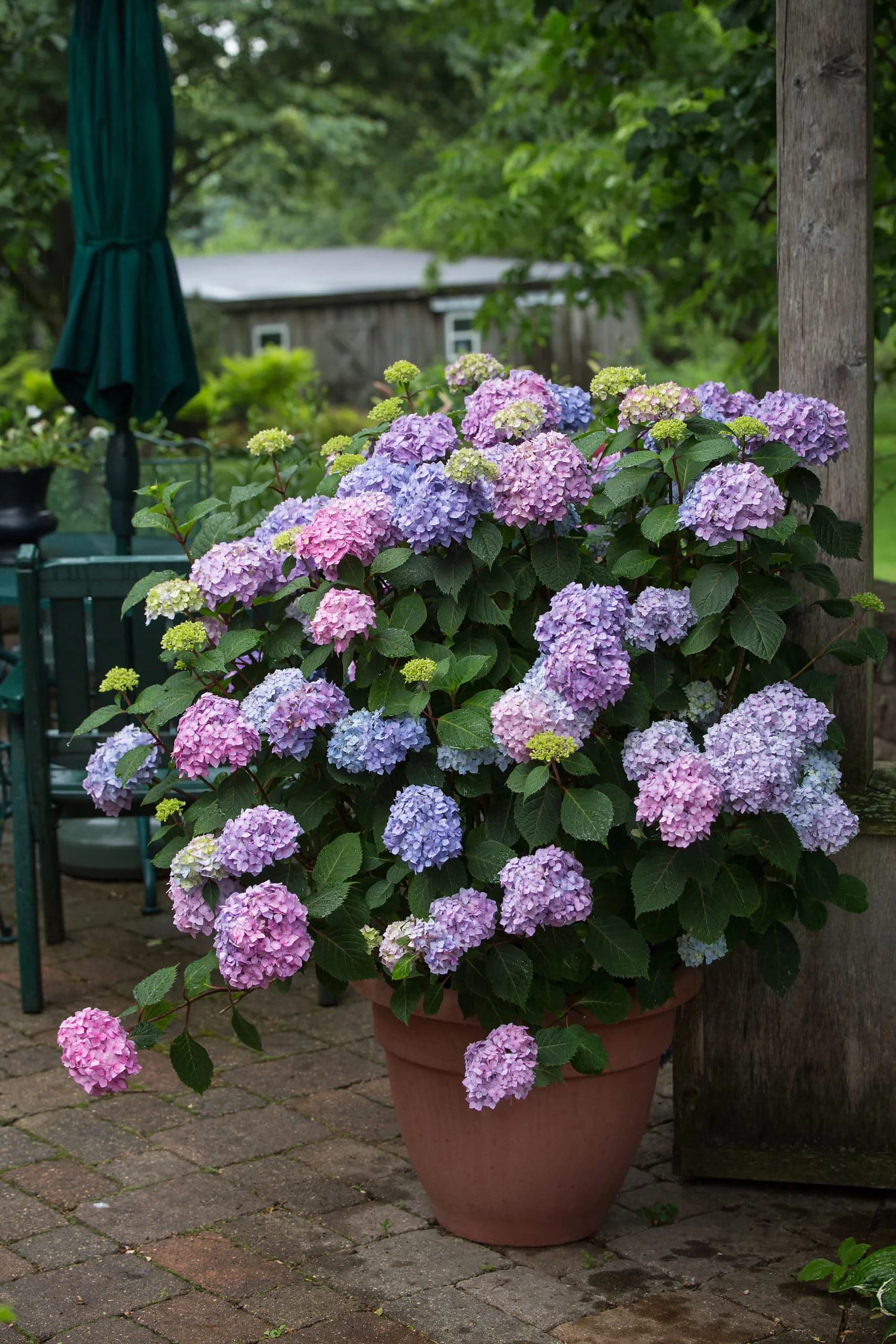 Endless Summer 3G Hydrangea Bloomstruck Flowering Live Plants Full Sun Purple