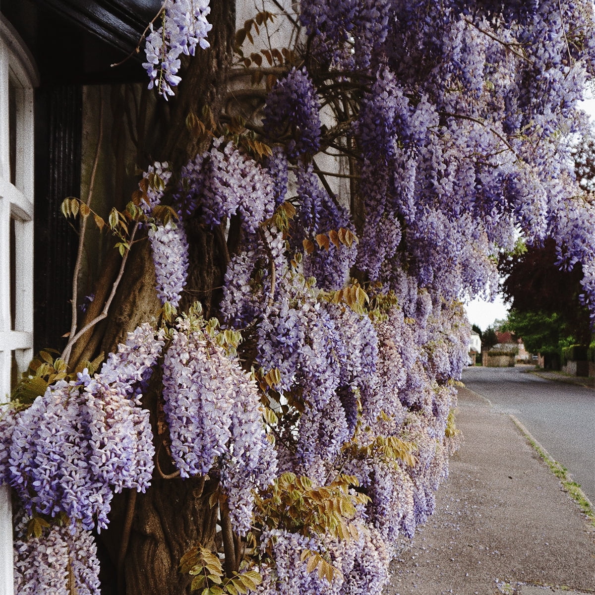 Van Zyverden Wisteria Blue Moon 4